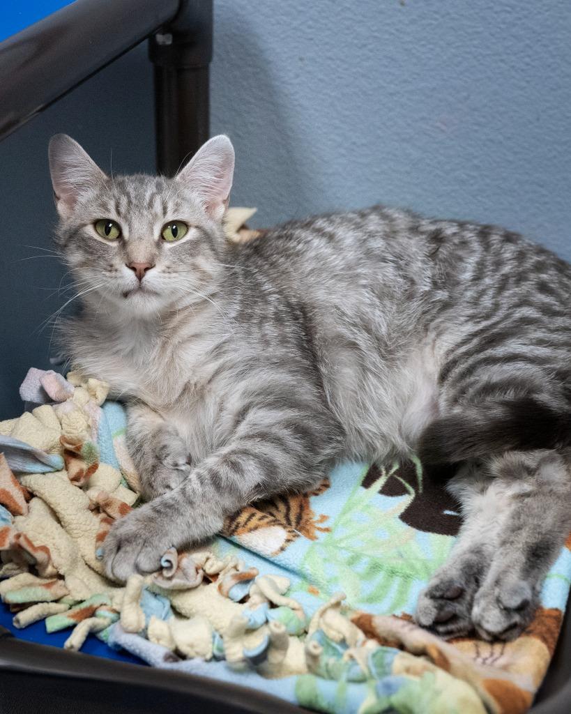 Alexander, a Adoptable mixed breed in Boone, IA image 2/2