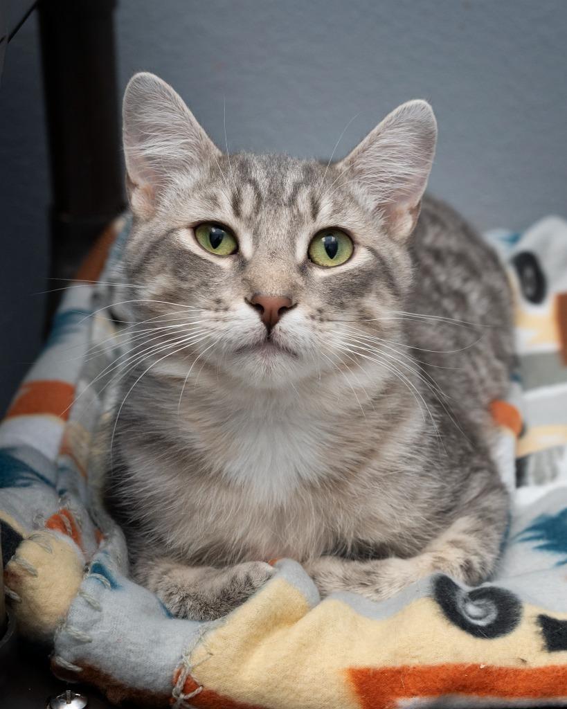 Alexander, a Adoptable mixed breed in Boone, IA image 3/3