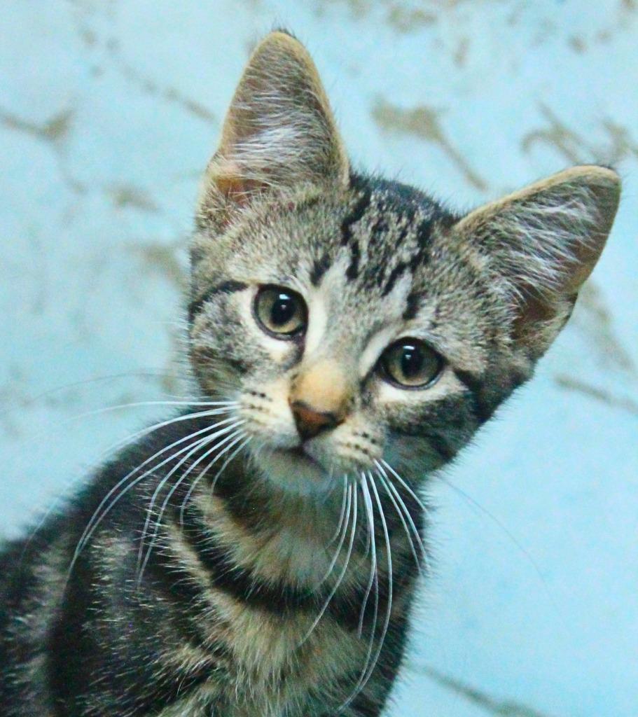 Wyatt Earp, Adopted, Kitten Male Domestic Short Hair.