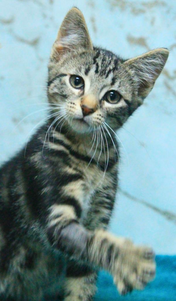 Wyatt Earp, a Adopted mixed breed in Utica, MI image 2/3