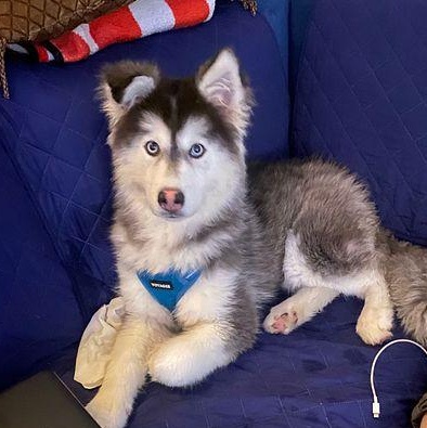 Enlarge Malia ... is this the cutest dog or what, an adopted mixed breed in Long Beach, CA image 3/4