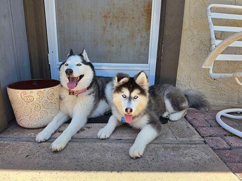 Enlarge Malia ... is this the cutest dog or what, an adopted mixed breed in Long Beach, CA image 4/4