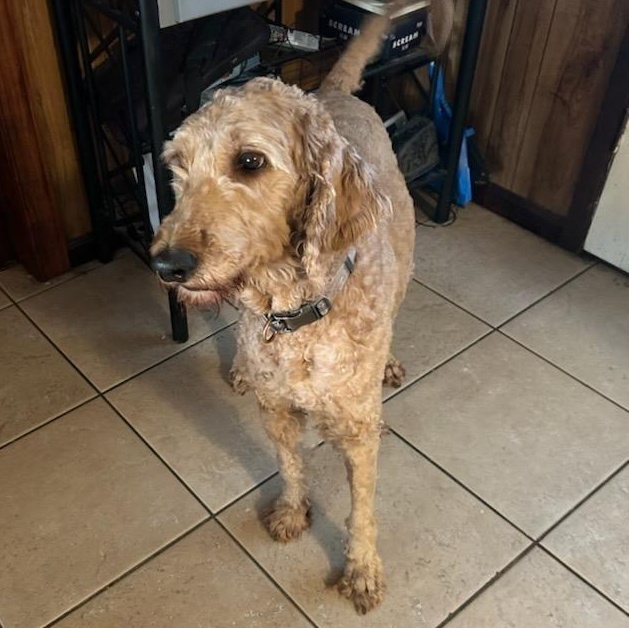 Introducing Bentley  part teddy bear part goofball all heart At 6 years old and 62 lbs of Goldend