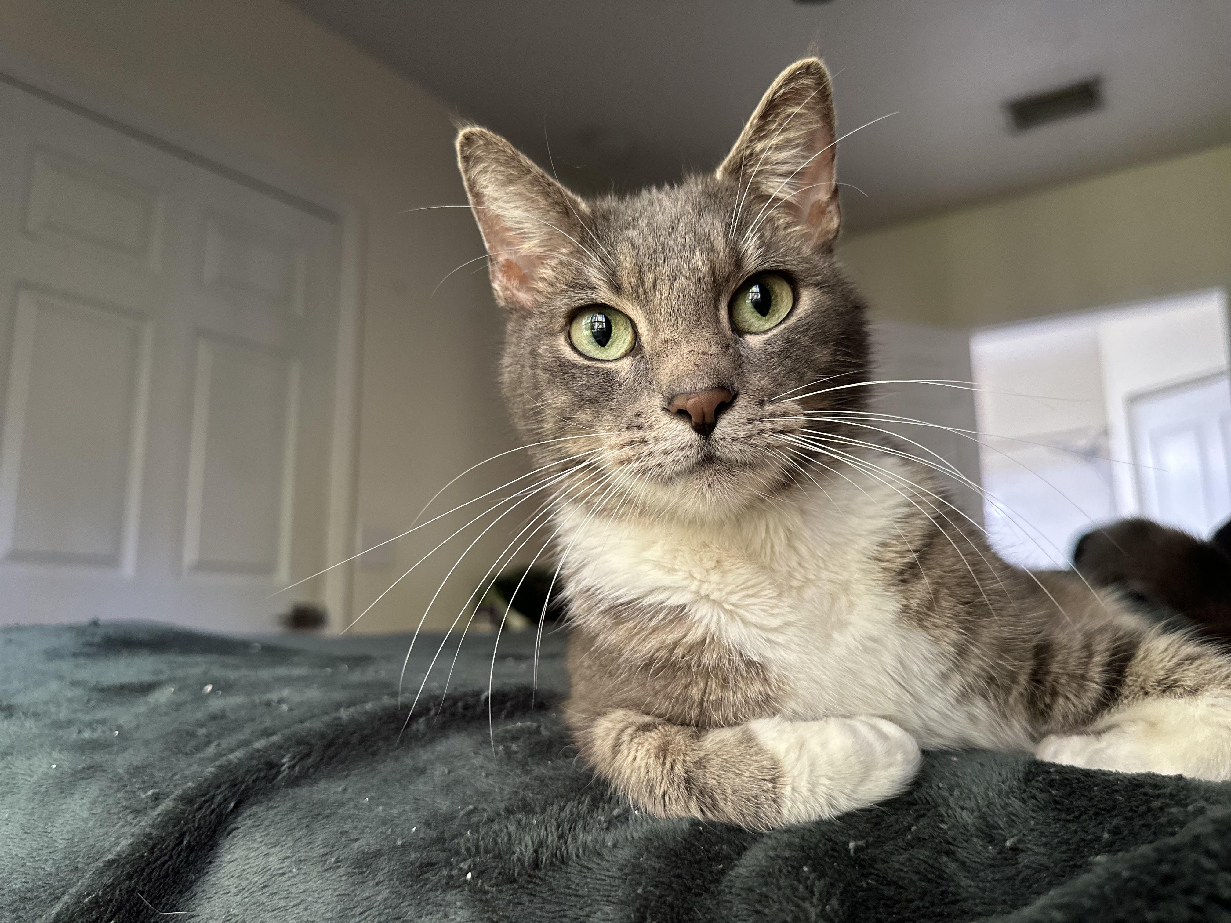 Laddy, a Adoptable Domestic Short Hair in Tampa, FL image 1/2