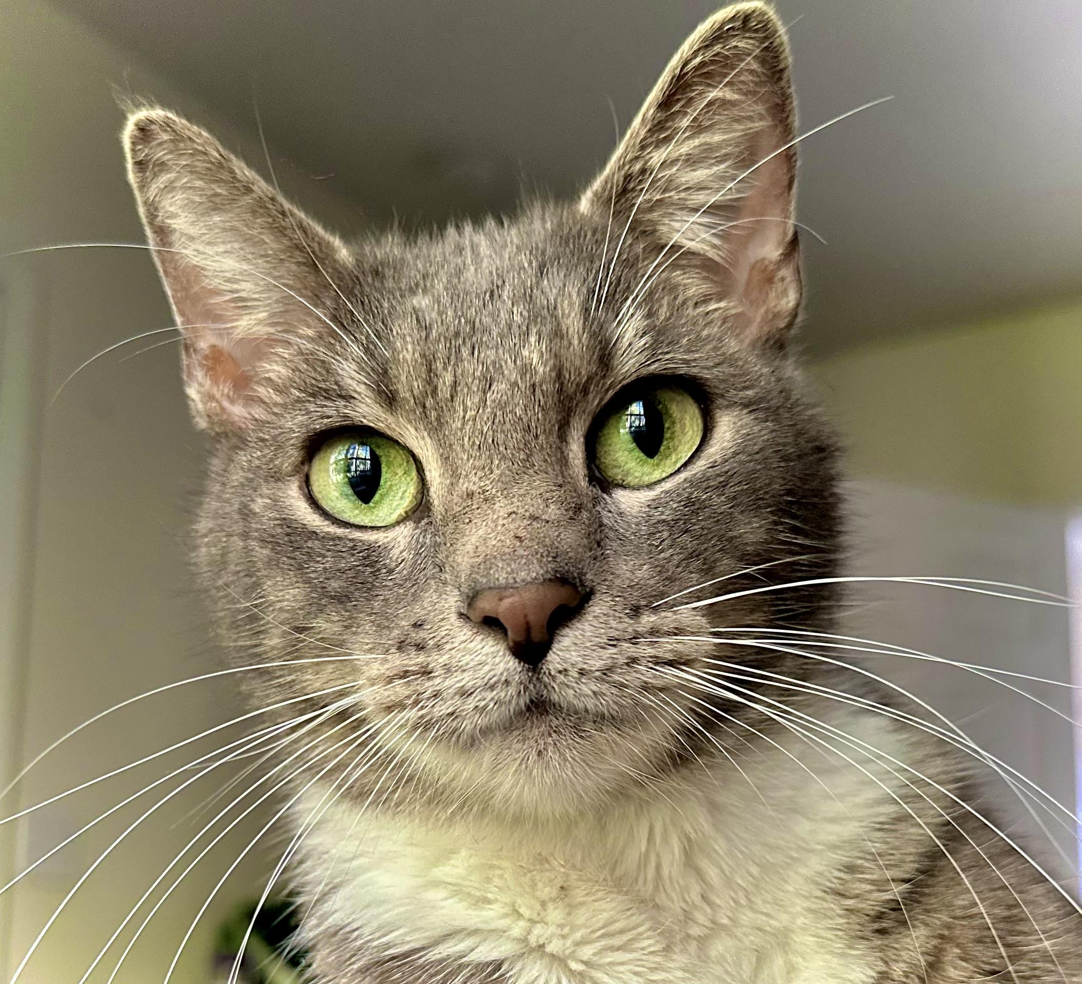 Laddy, a Adoptable Domestic Short Hair in Tampa, FL image 2/2