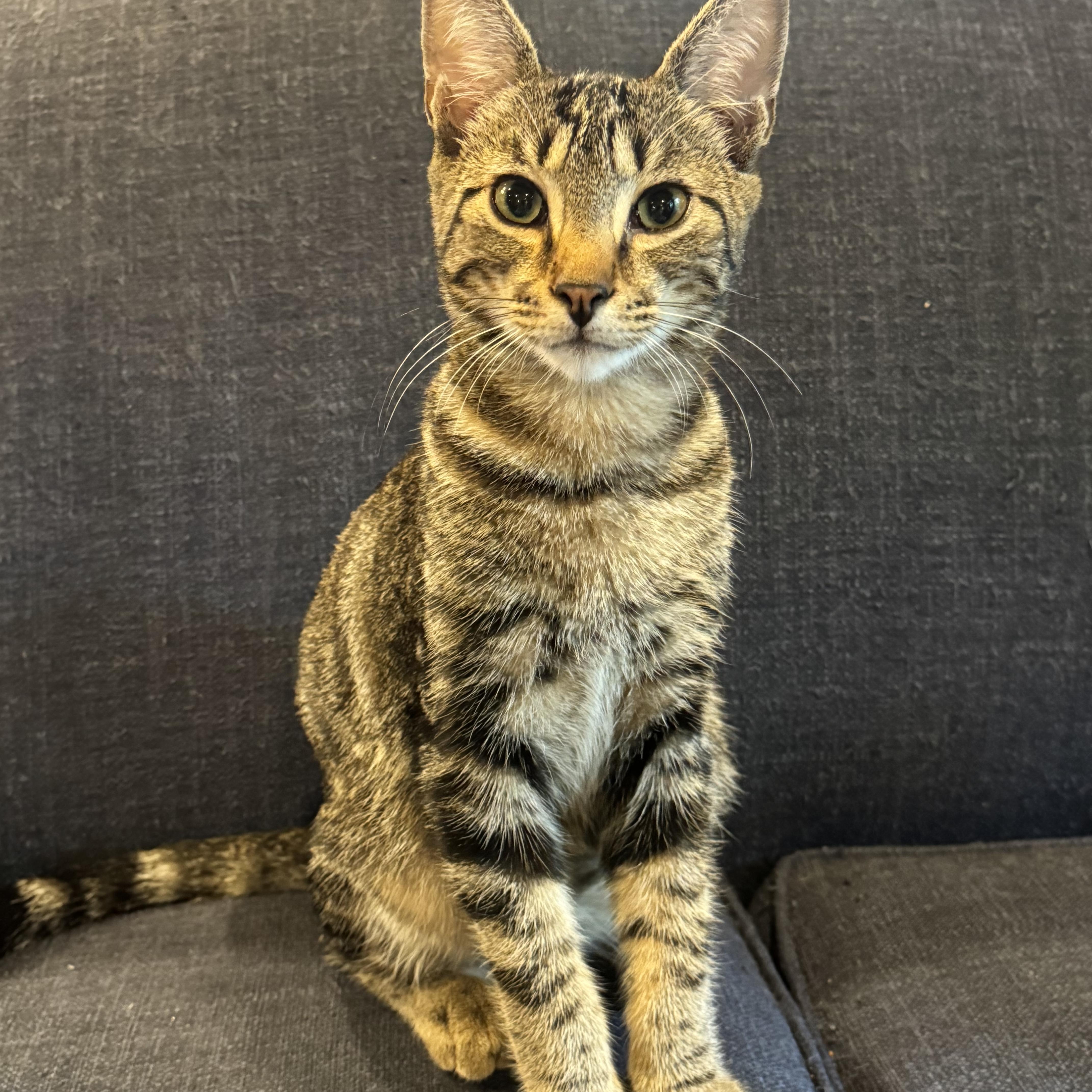 Enlarge Scottie, a Adoptable Tabby in Pasco, WA image 4/6