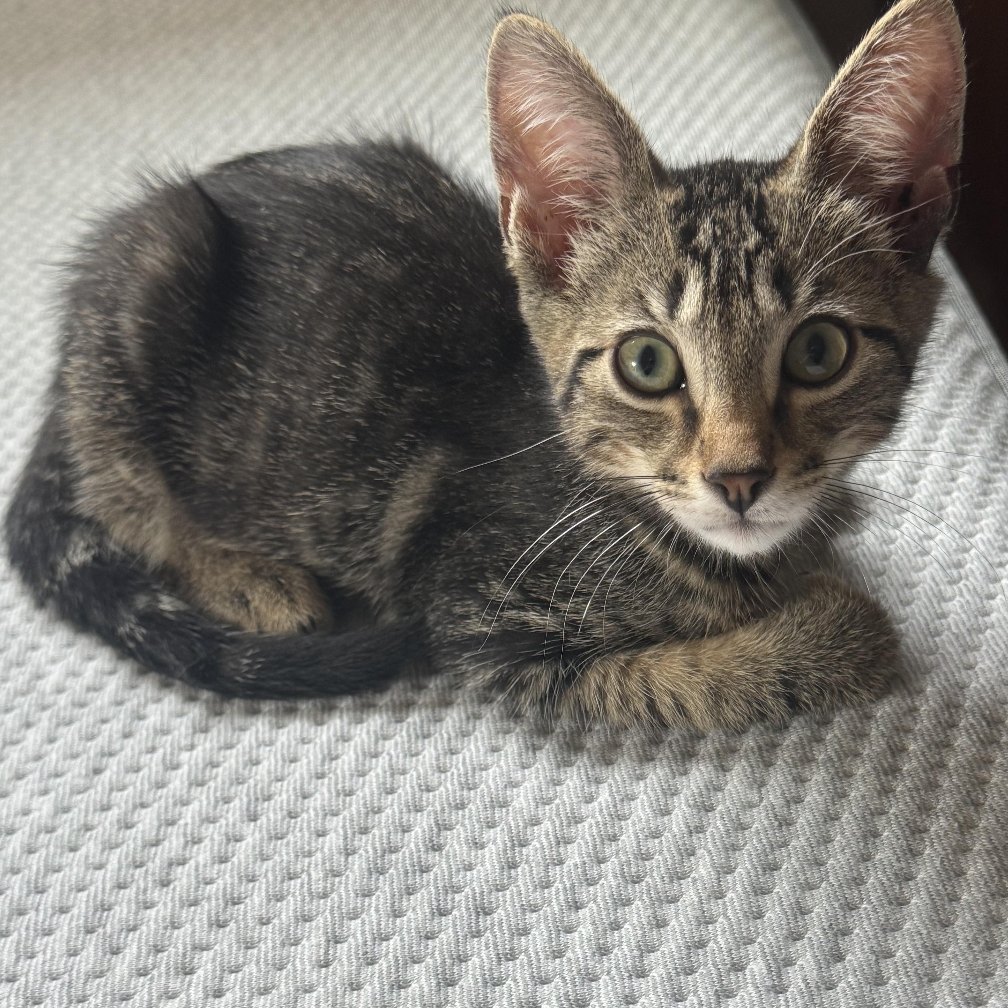Enlarge Scottie, a ADOPTABLE Tabby in Pasco, WA image 5/6