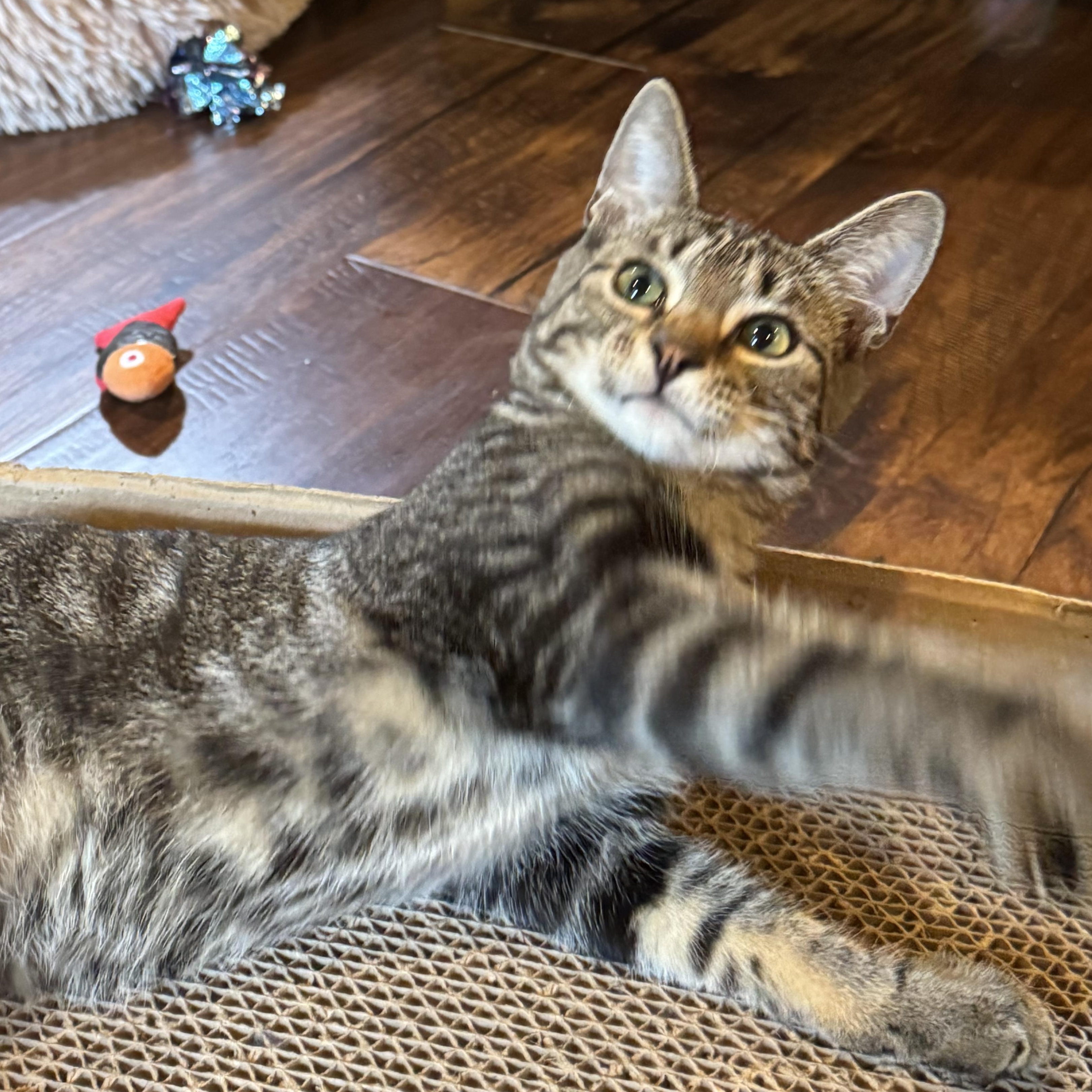 Enlarge Scottie, a Adoptable Tabby in Pasco, WA image 6/6