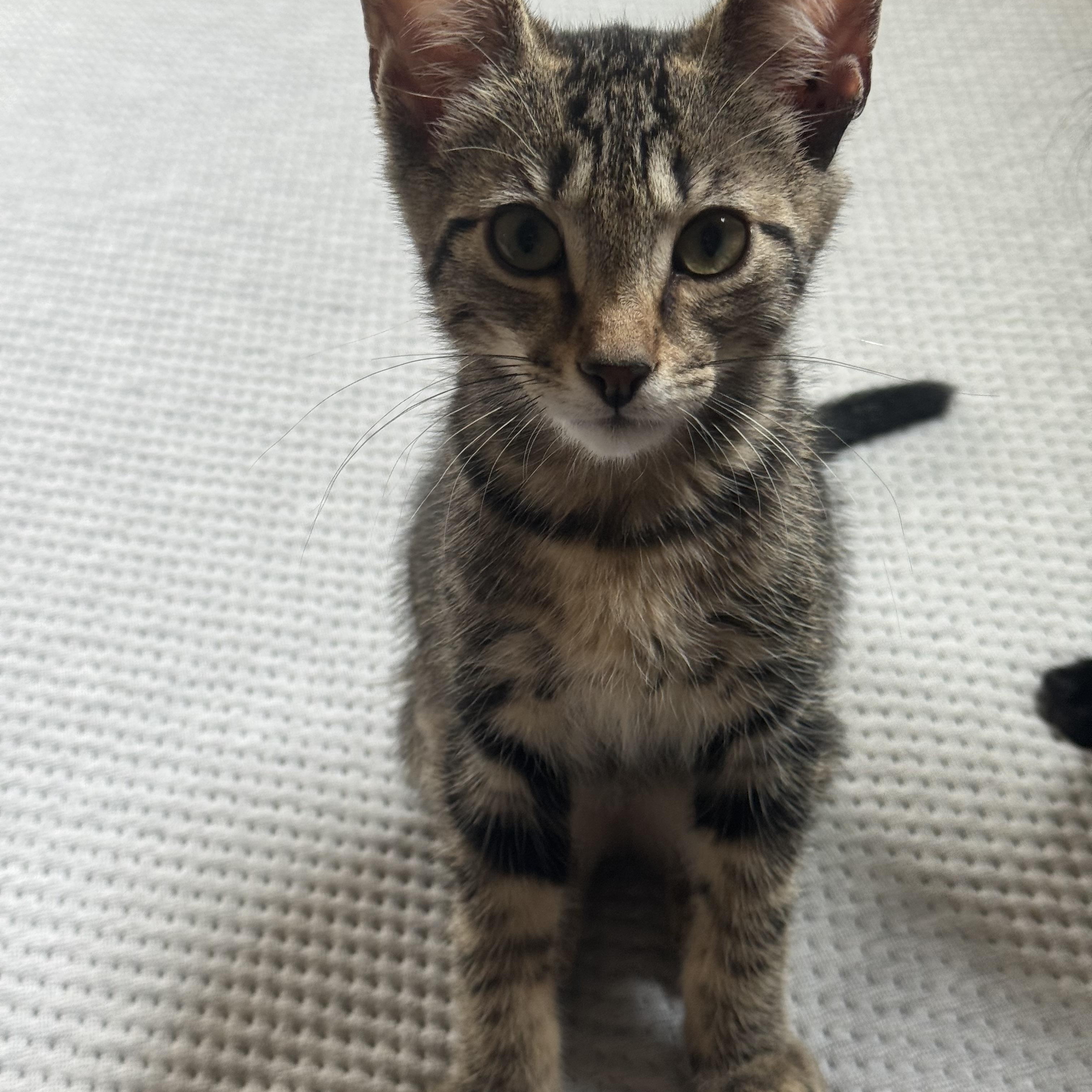 Enlarge Scottie, a ADOPTABLE Tabby in Pasco, WA image 6/6