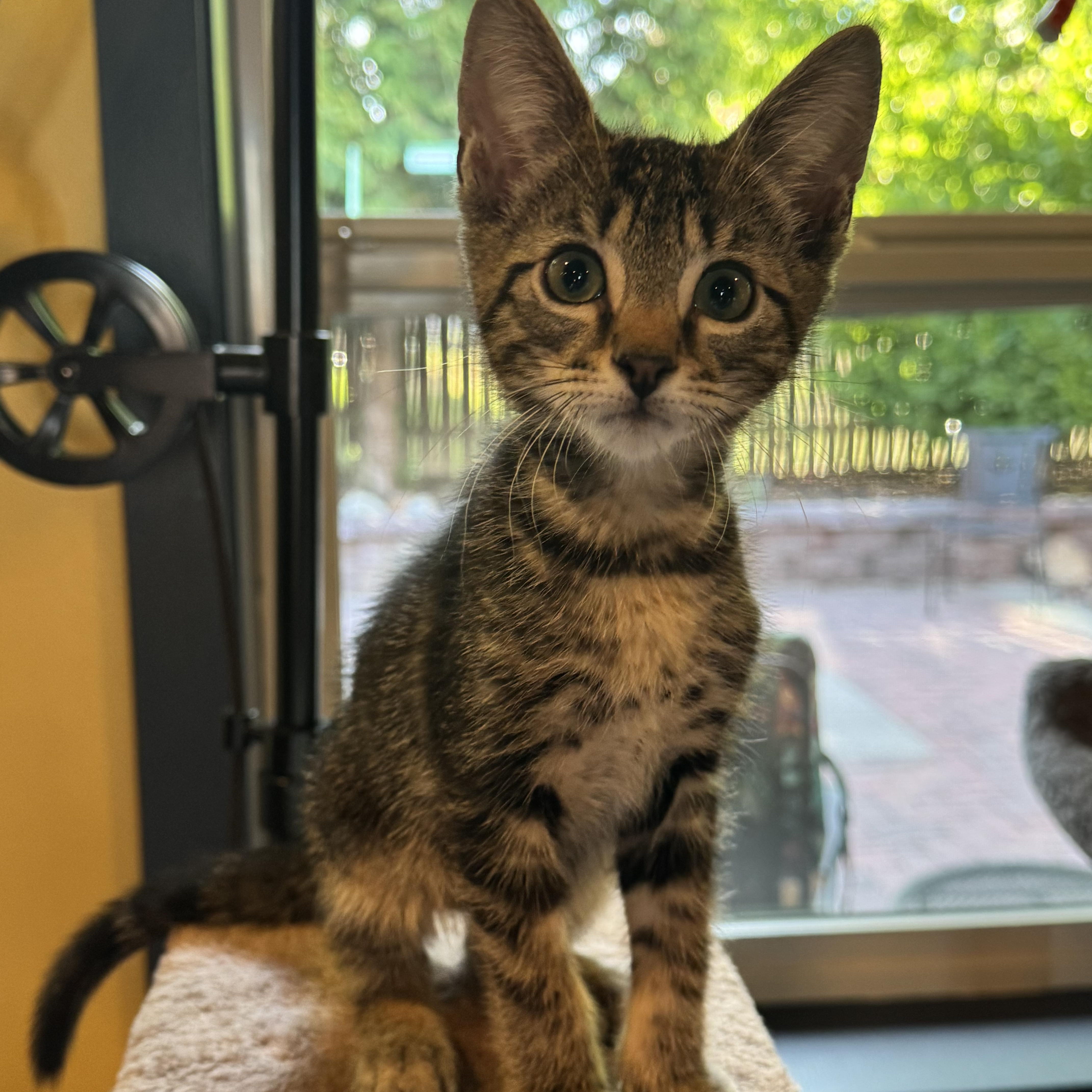 Enlarge Scottie, a ADOPTABLE Tabby in Pasco, WA image 4/6