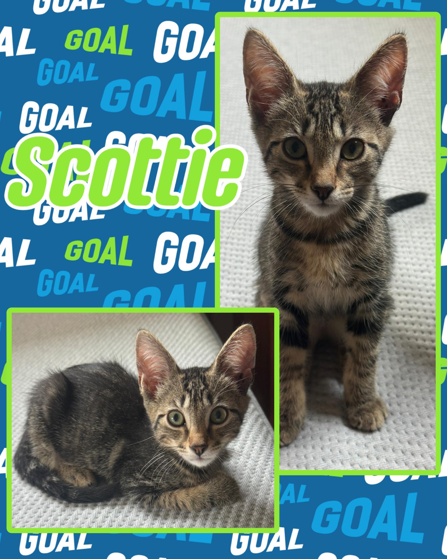 Scottie, ADOPTABLE, Kitten Male Tabby.