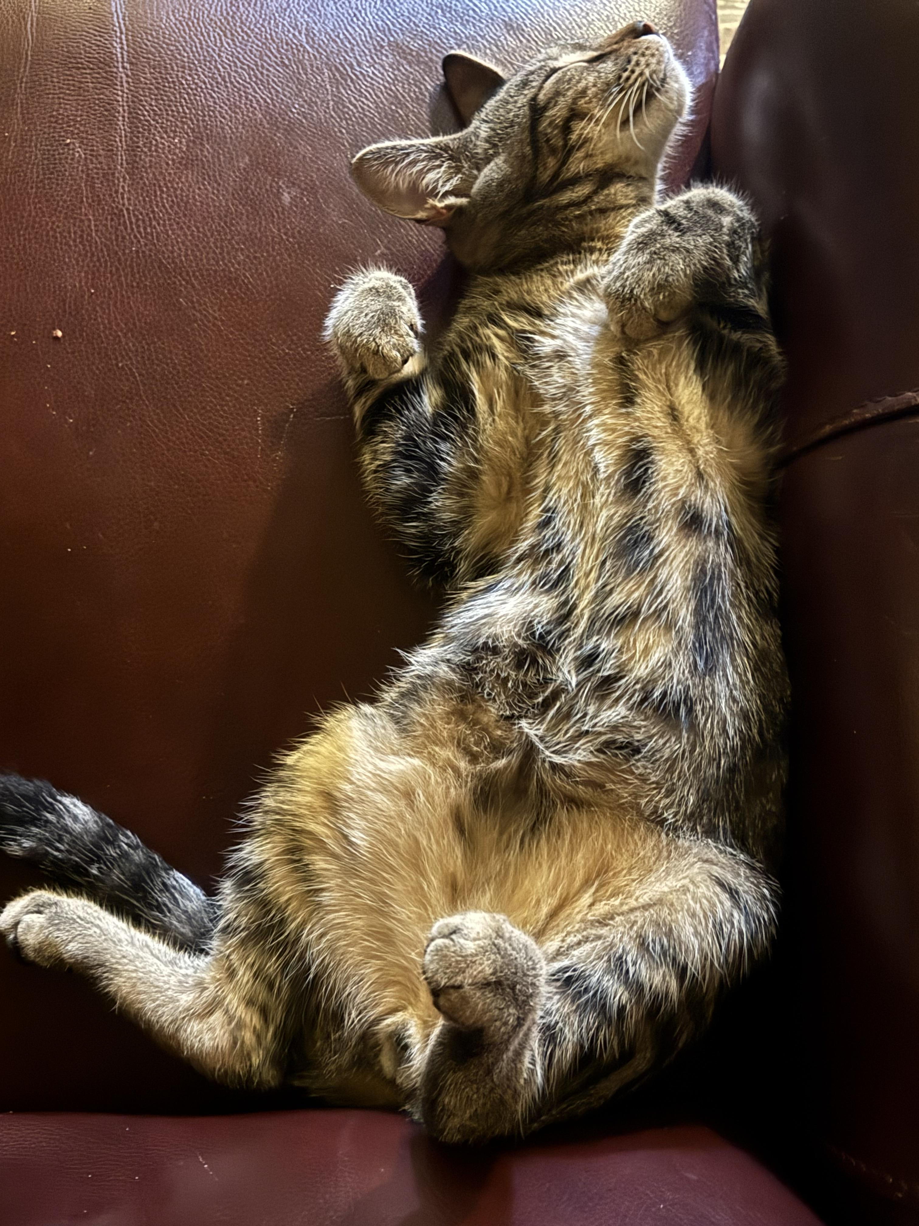 Enlarge Scottie, a Adoptable Tabby in Pasco, WA image 2/6