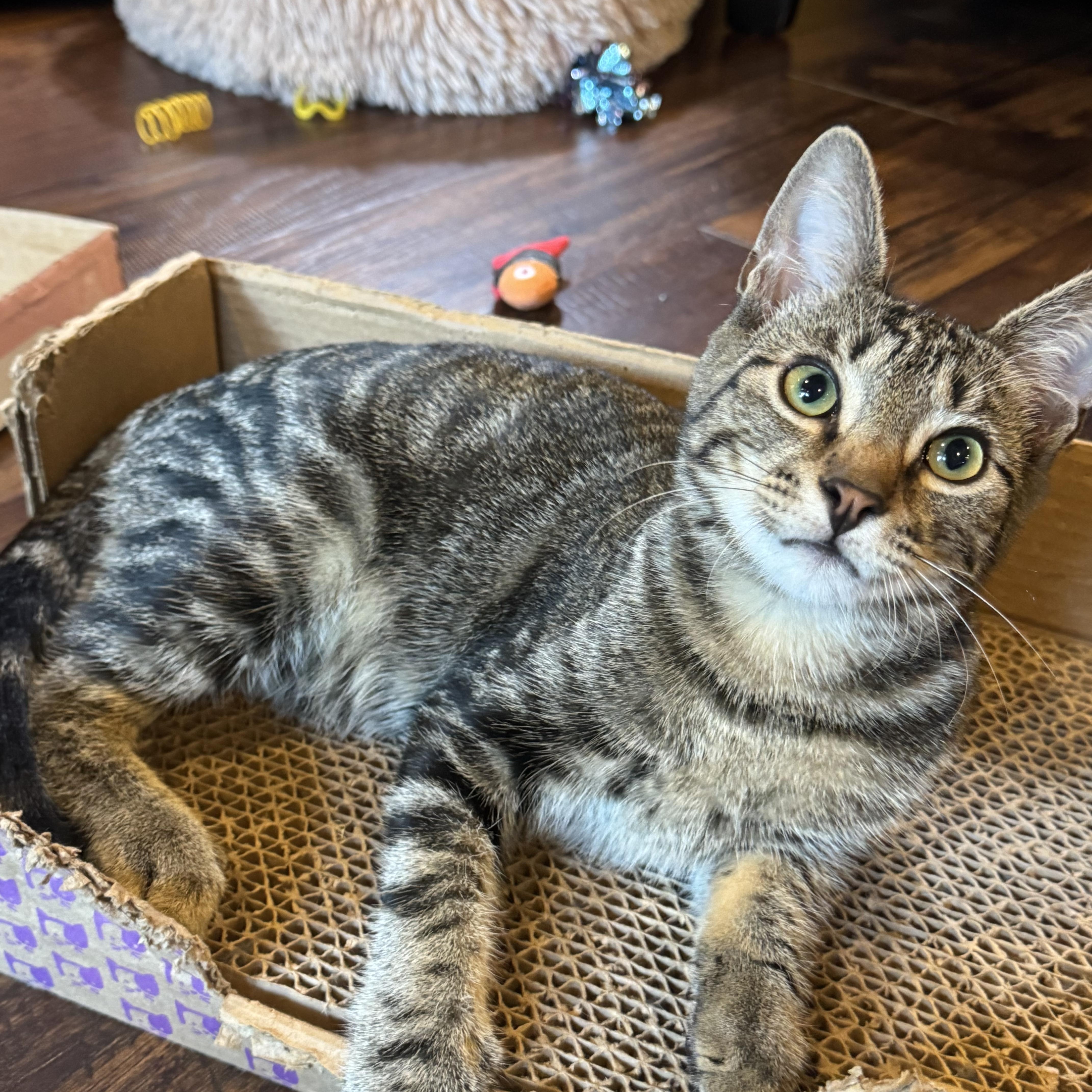 Enlarge Scottie, a Adoptable Tabby in Pasco, WA image 5/6
