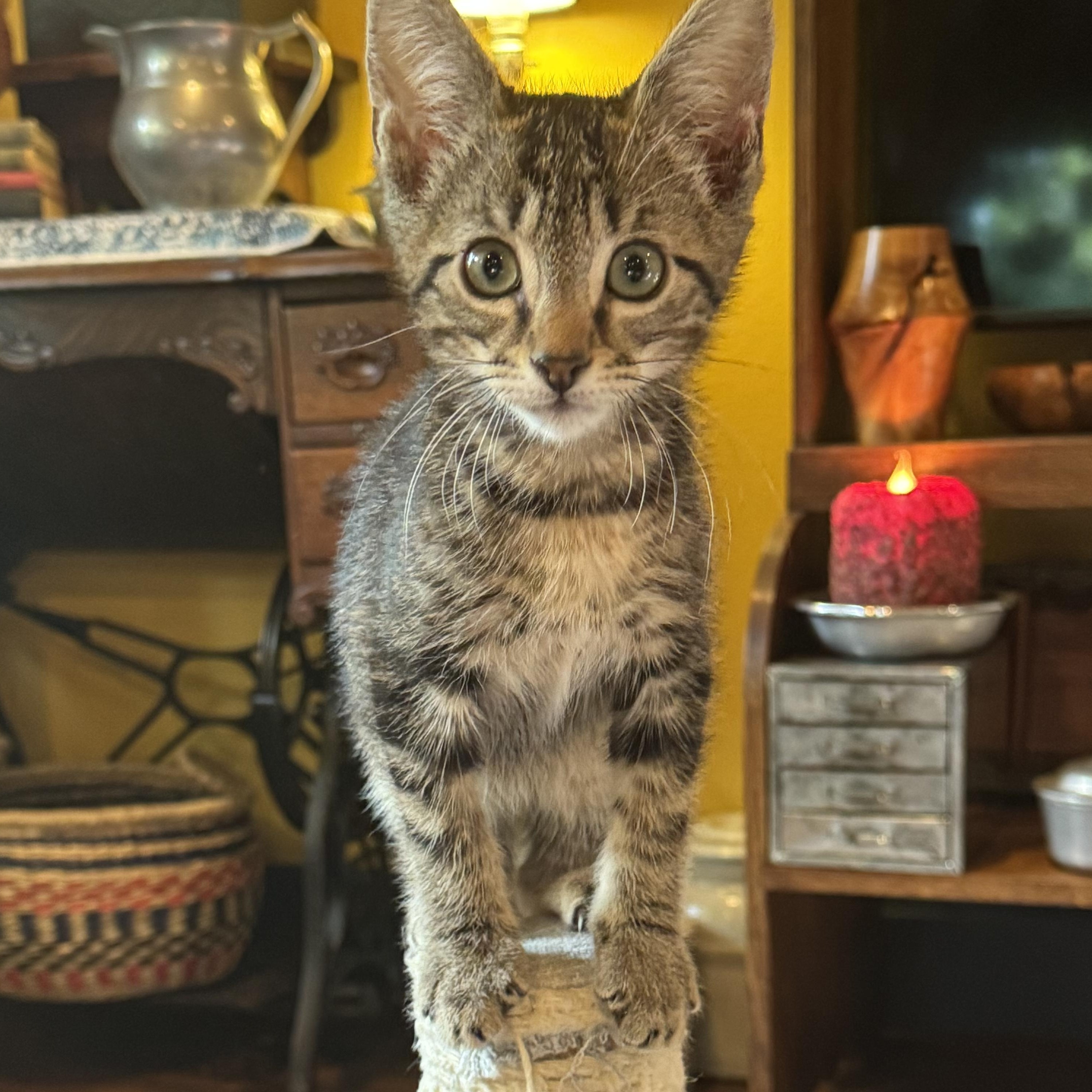 Enlarge Scottie, a ADOPTABLE Tabby in Pasco, WA image 2/6