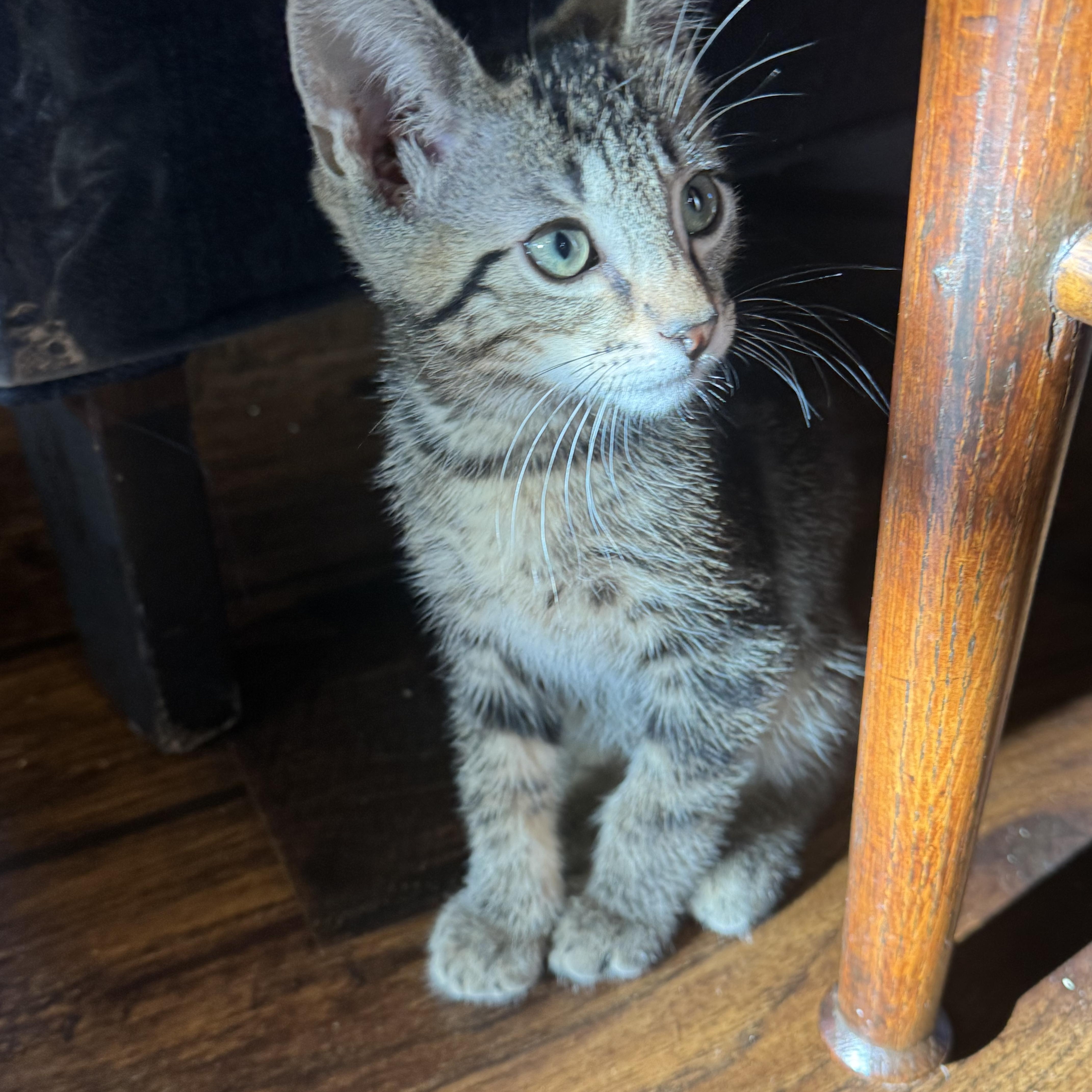 Enlarge Scottie, a ADOPTABLE Tabby in Pasco, WA image 3/6