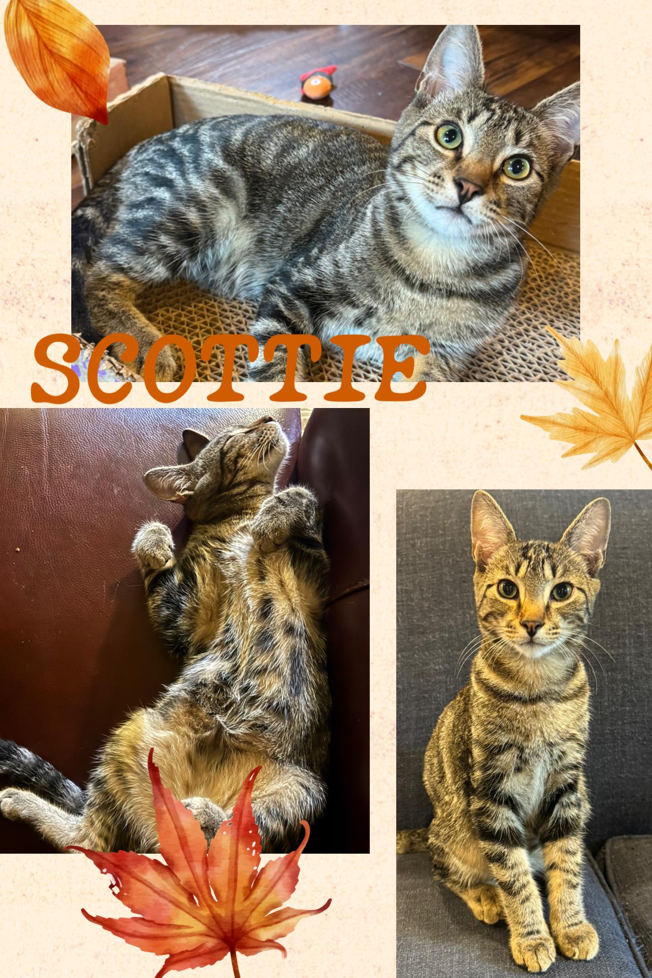 Enlarge Scottie, a Adoptable Tabby in Pasco, WA image 1/6
