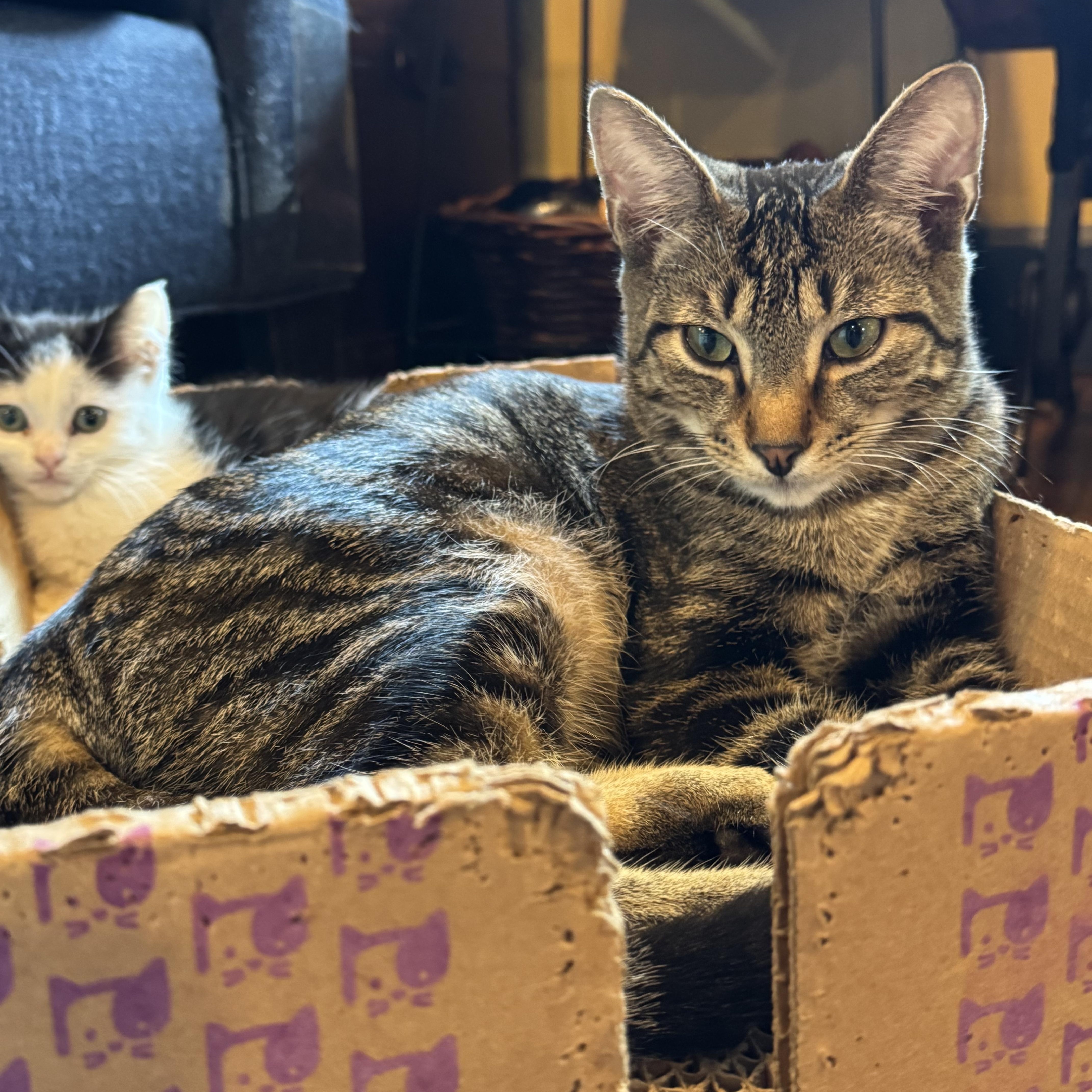Enlarge Scottie, a Adoptable Tabby in Pasco, WA image 3/6
