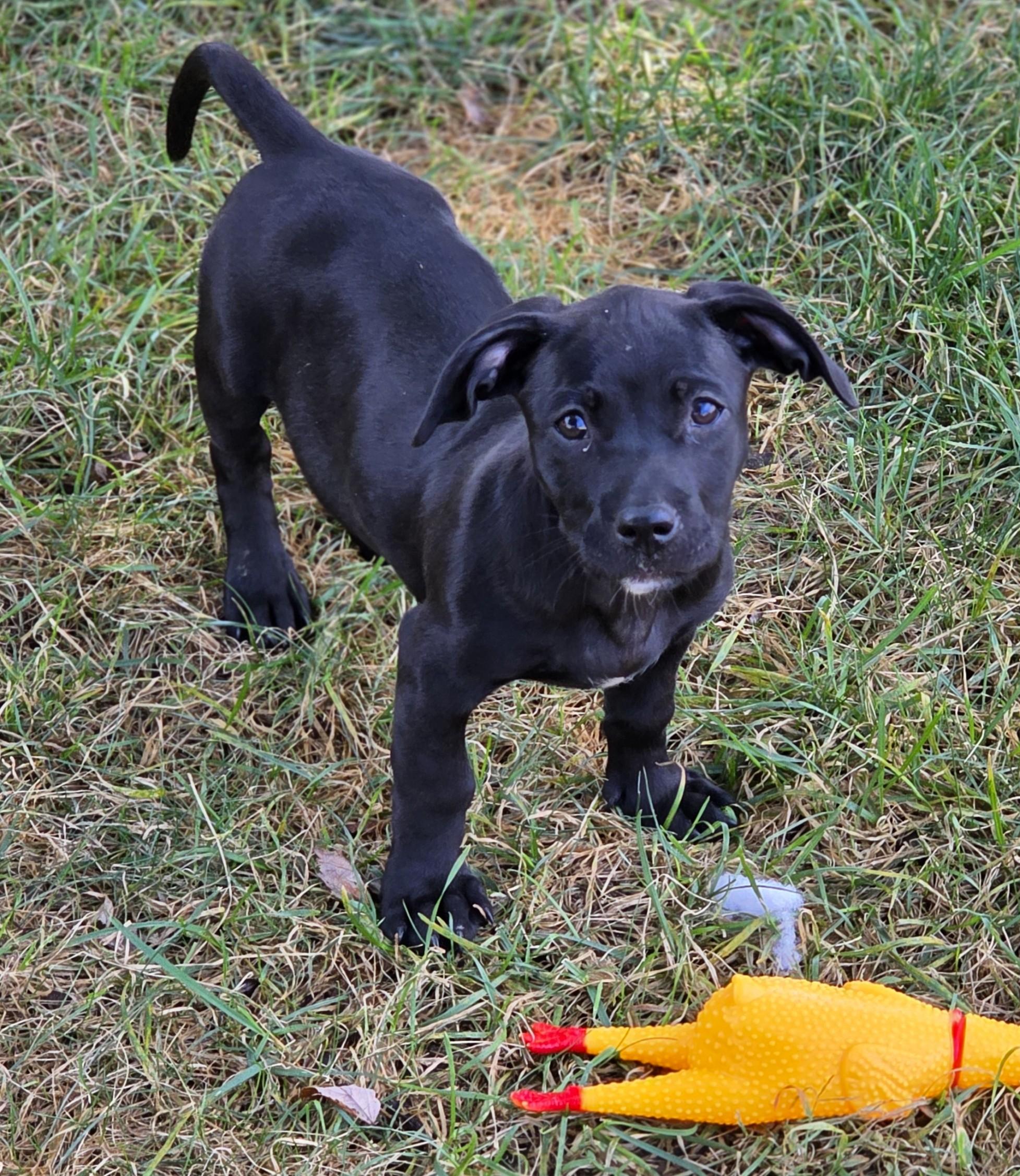 Enlarge Muffin, a Adoptable mixed breed in Lisbon, IA image 6/6