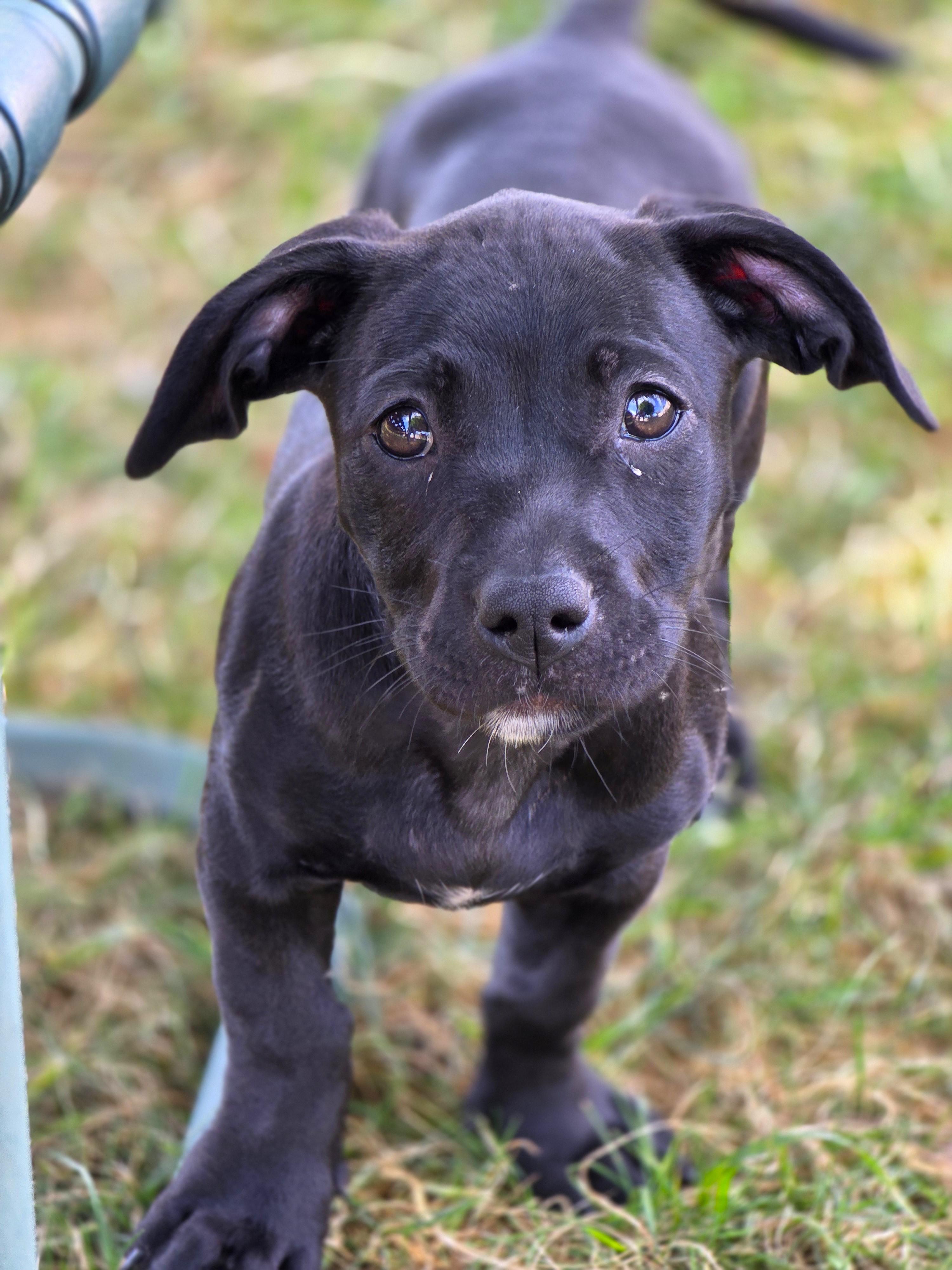Muffin, Adoptable, Puppy Female Dachshund & Pit Bull Terrier.