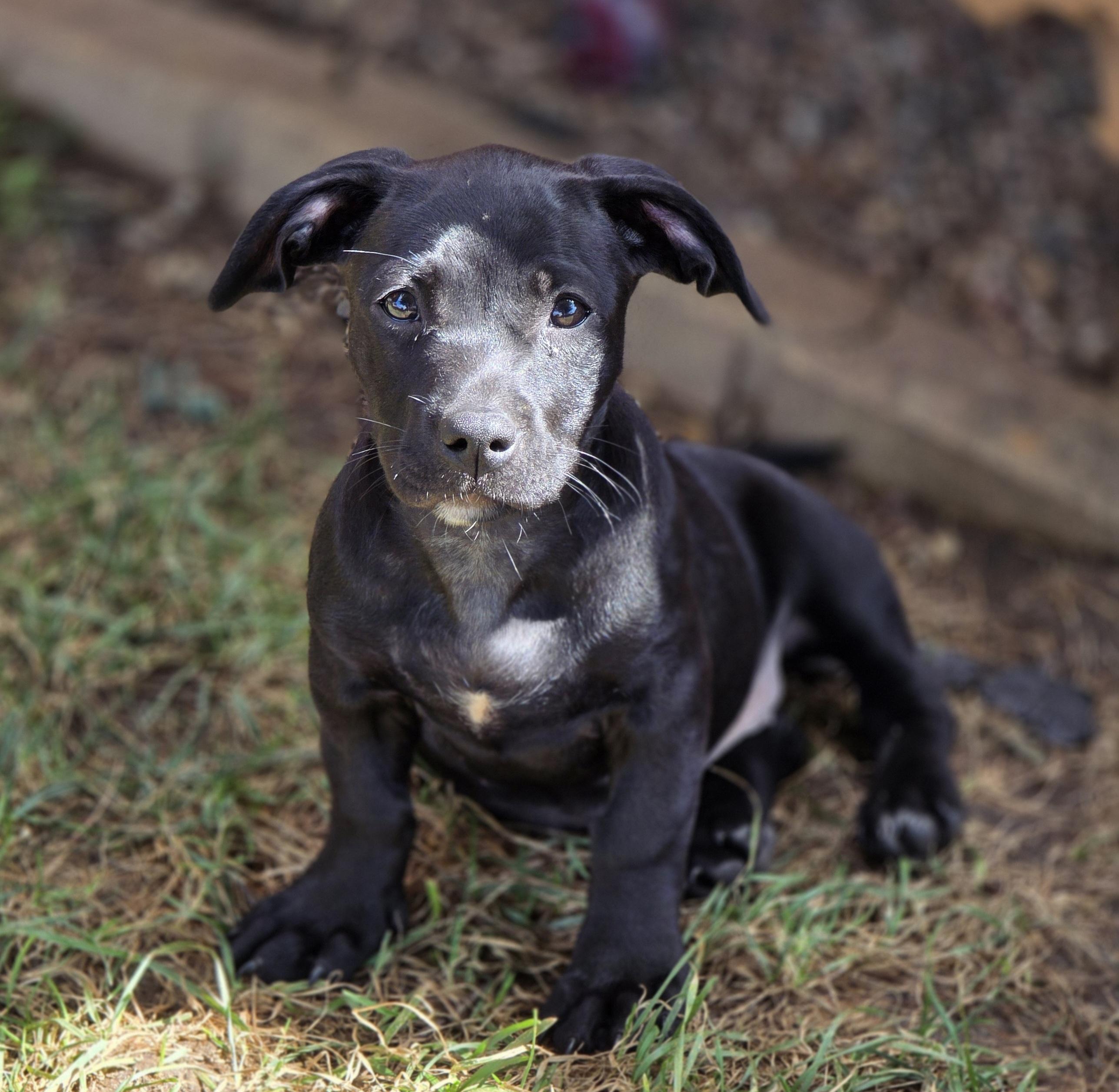 Enlarge Muffin, a Adoptable mixed breed in Lisbon, IA image 4/6