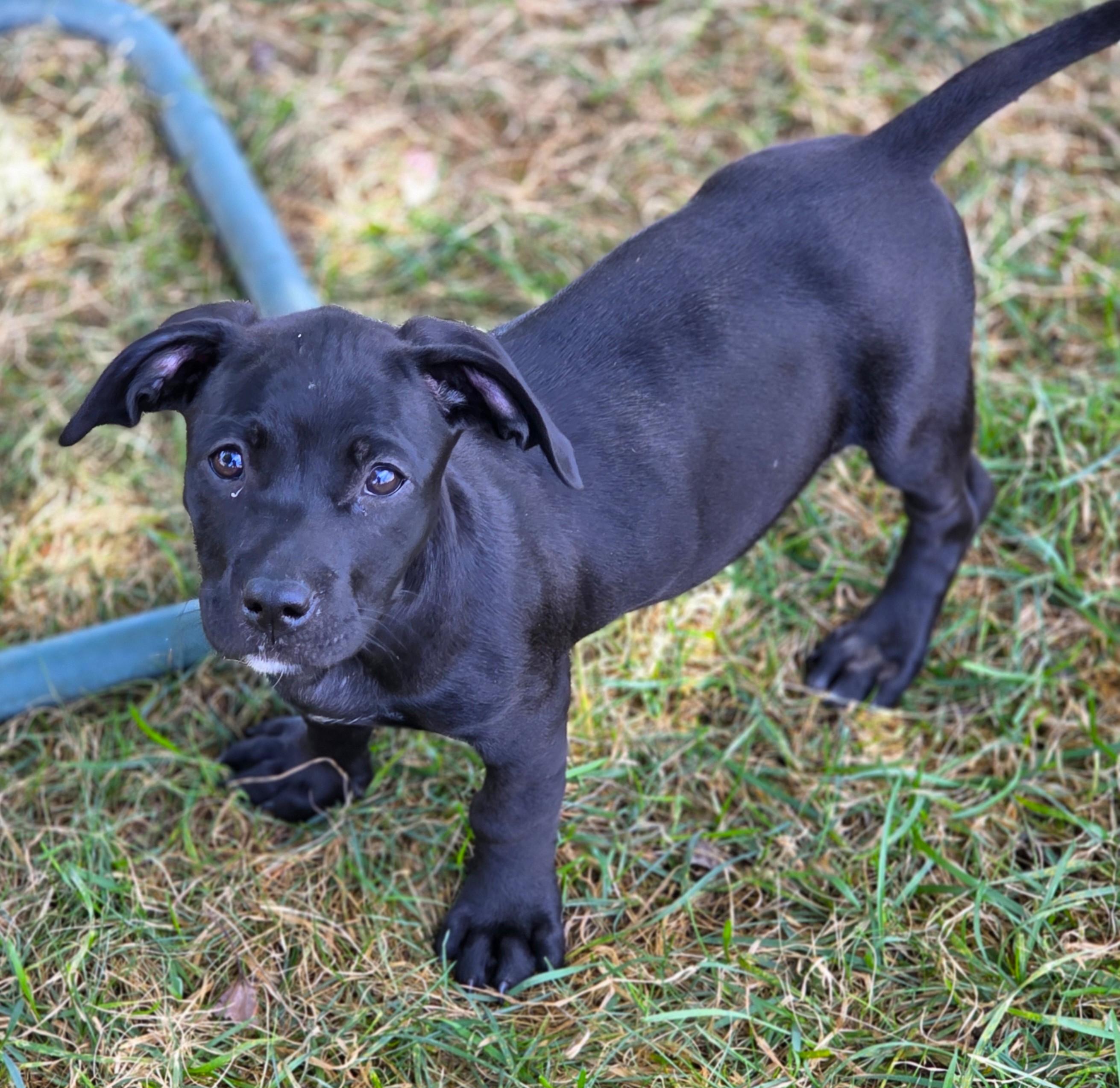 Enlarge Muffin, a Adoptable mixed breed in Lisbon, IA image 3/6