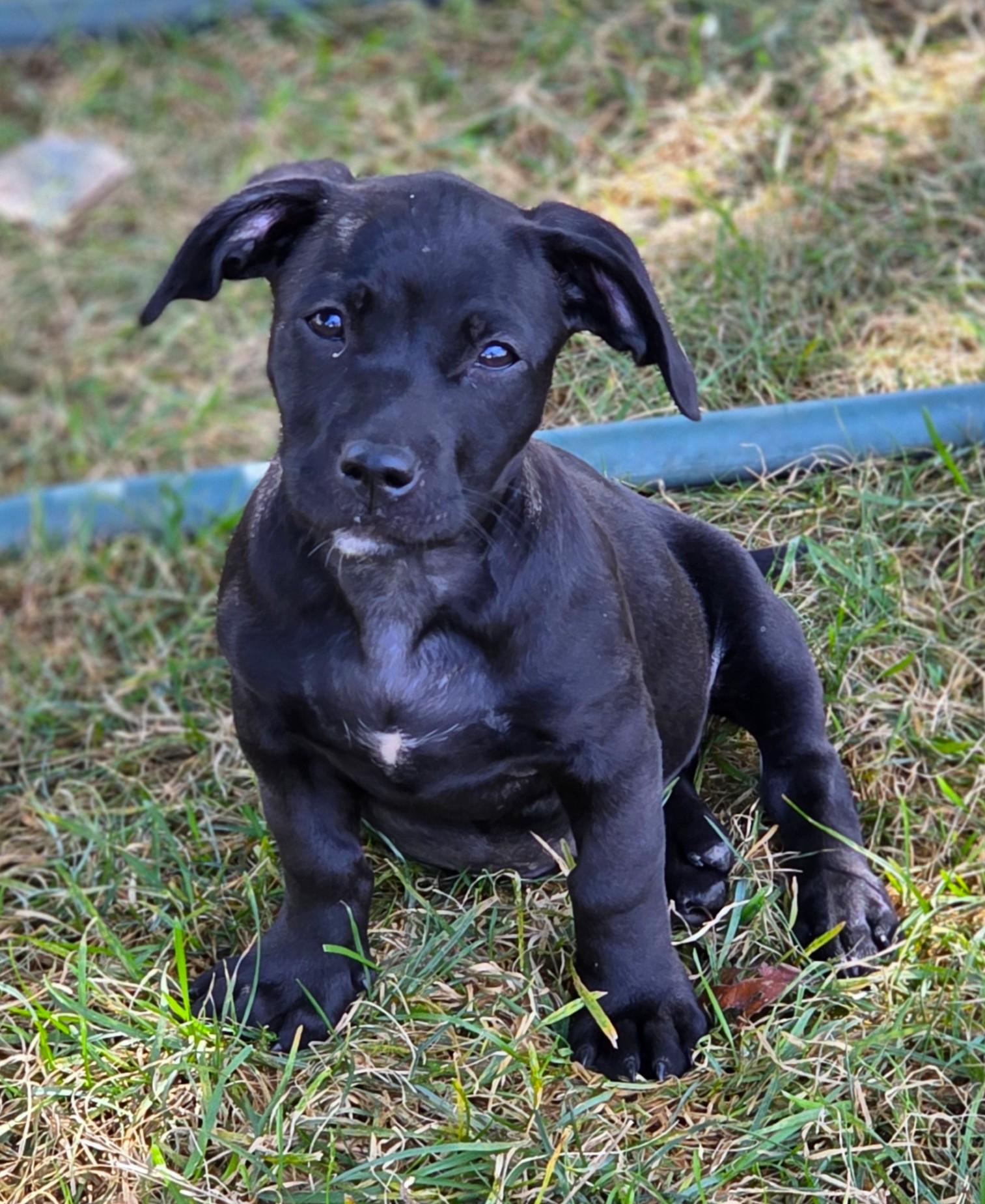 Enlarge Muffin, a Adoptable mixed breed in Lisbon, IA image 2/6