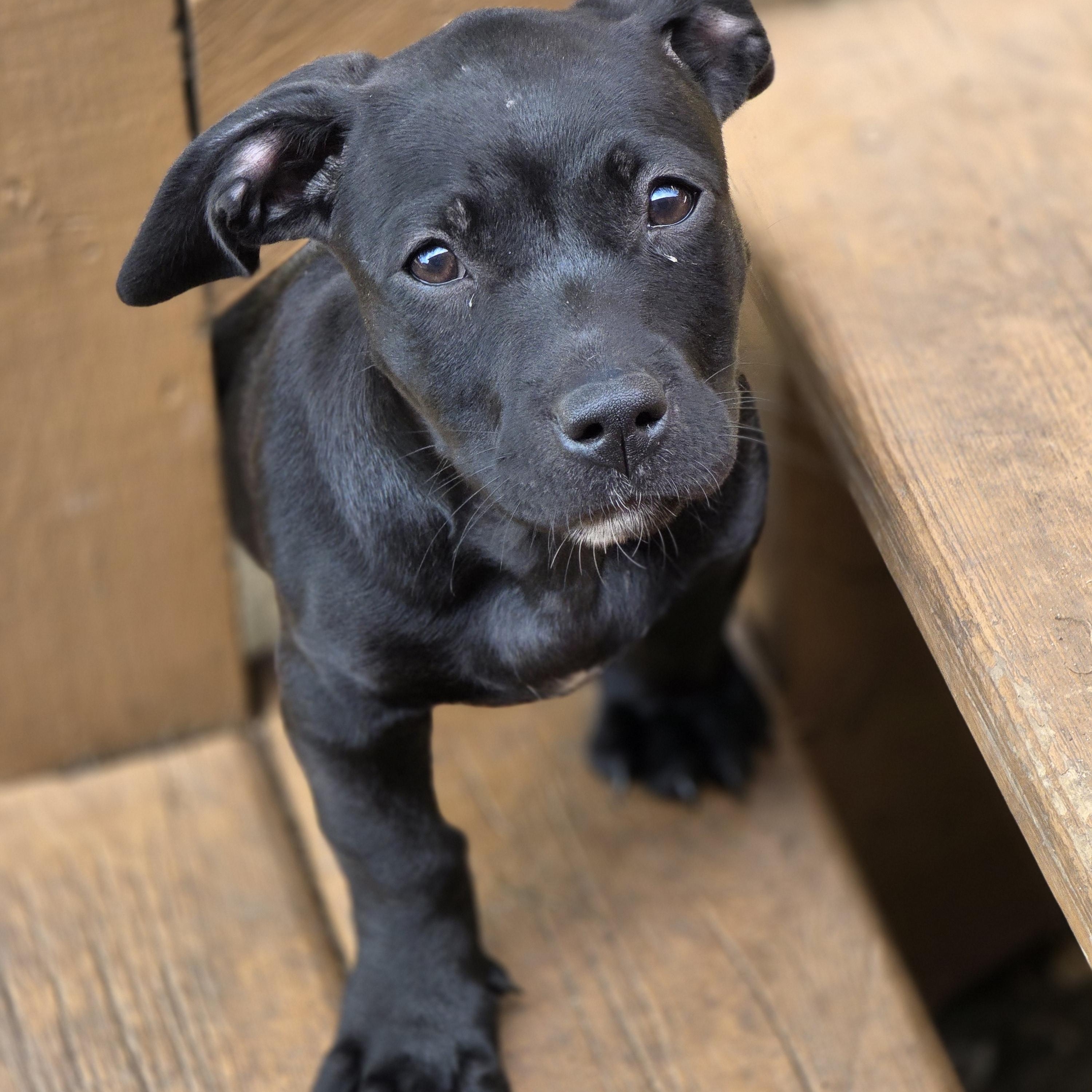 Enlarge Muffin, a Adoptable mixed breed in Lisbon, IA image 5/6
