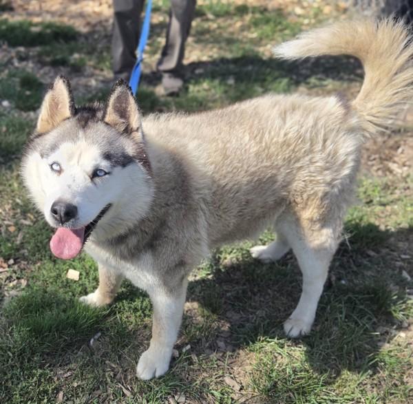 Bethica, Adoptable, Adult Female Siberian Husky.