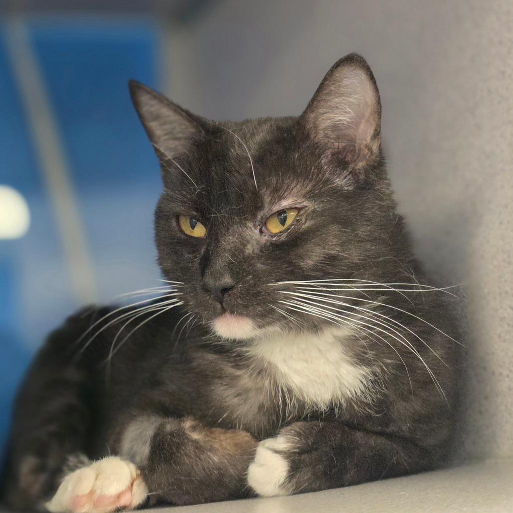 Caramel, Adoptable, Young Female Domestic Short Hair.
