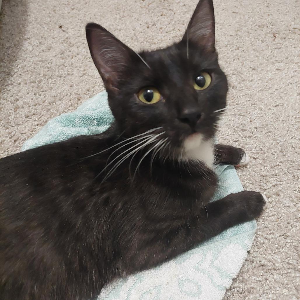 Caramel, a Adoptable Domestic Short Hair in Huntsville, AL image 2/3