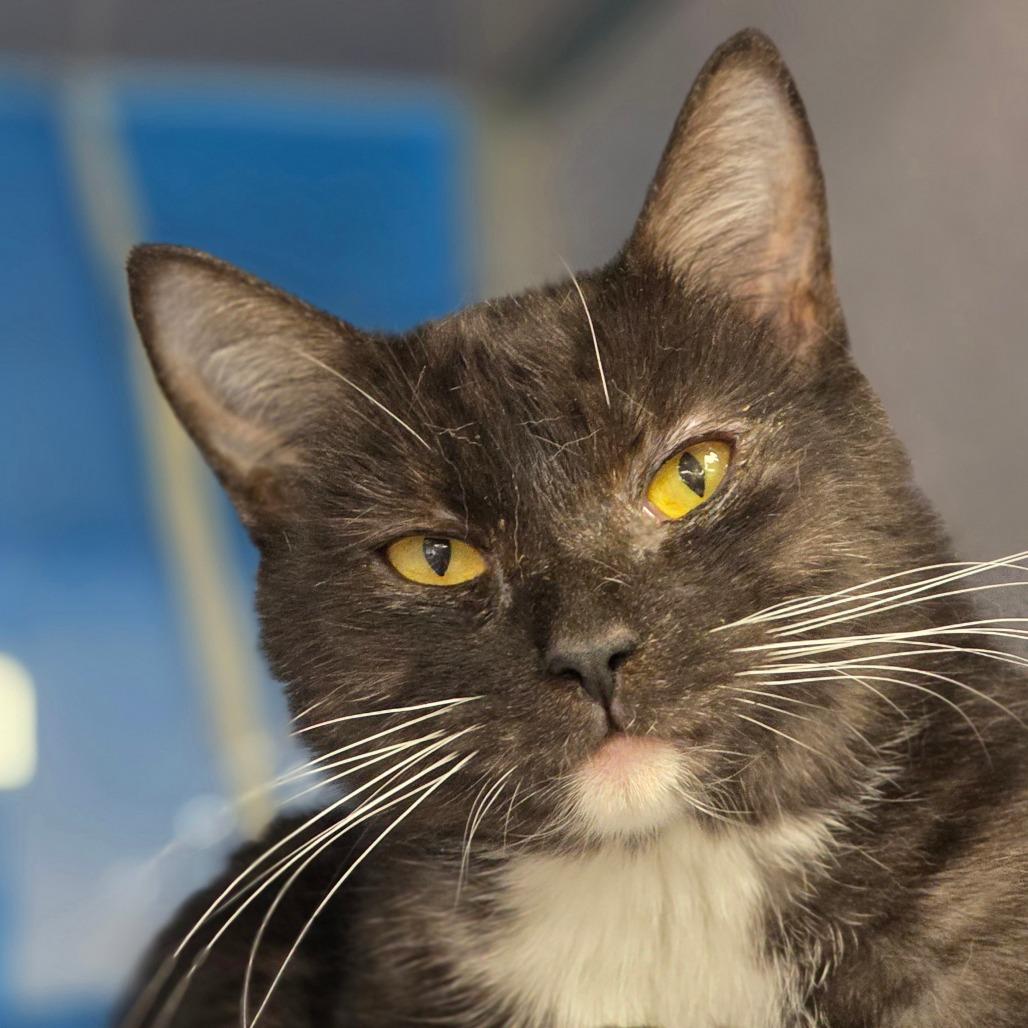 Caramel, a Adoptable Domestic Short Hair in Huntsville, AL image 3/3