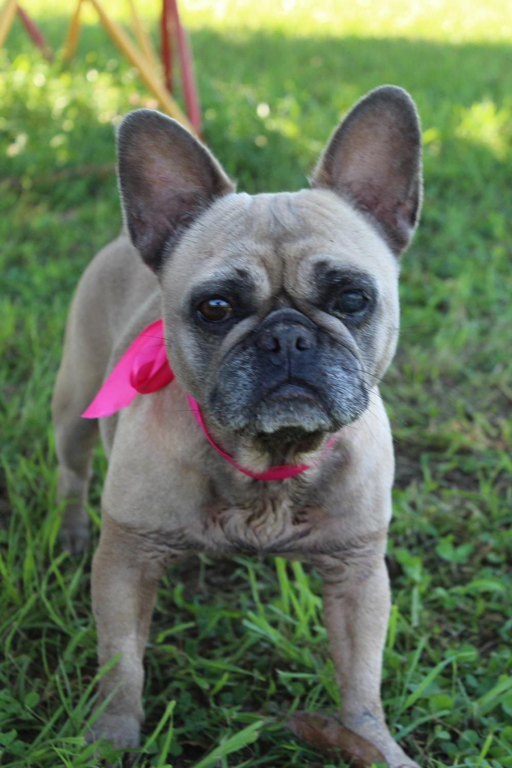 Phoebe PENDING, Adopted, Adult Female French Bulldog.