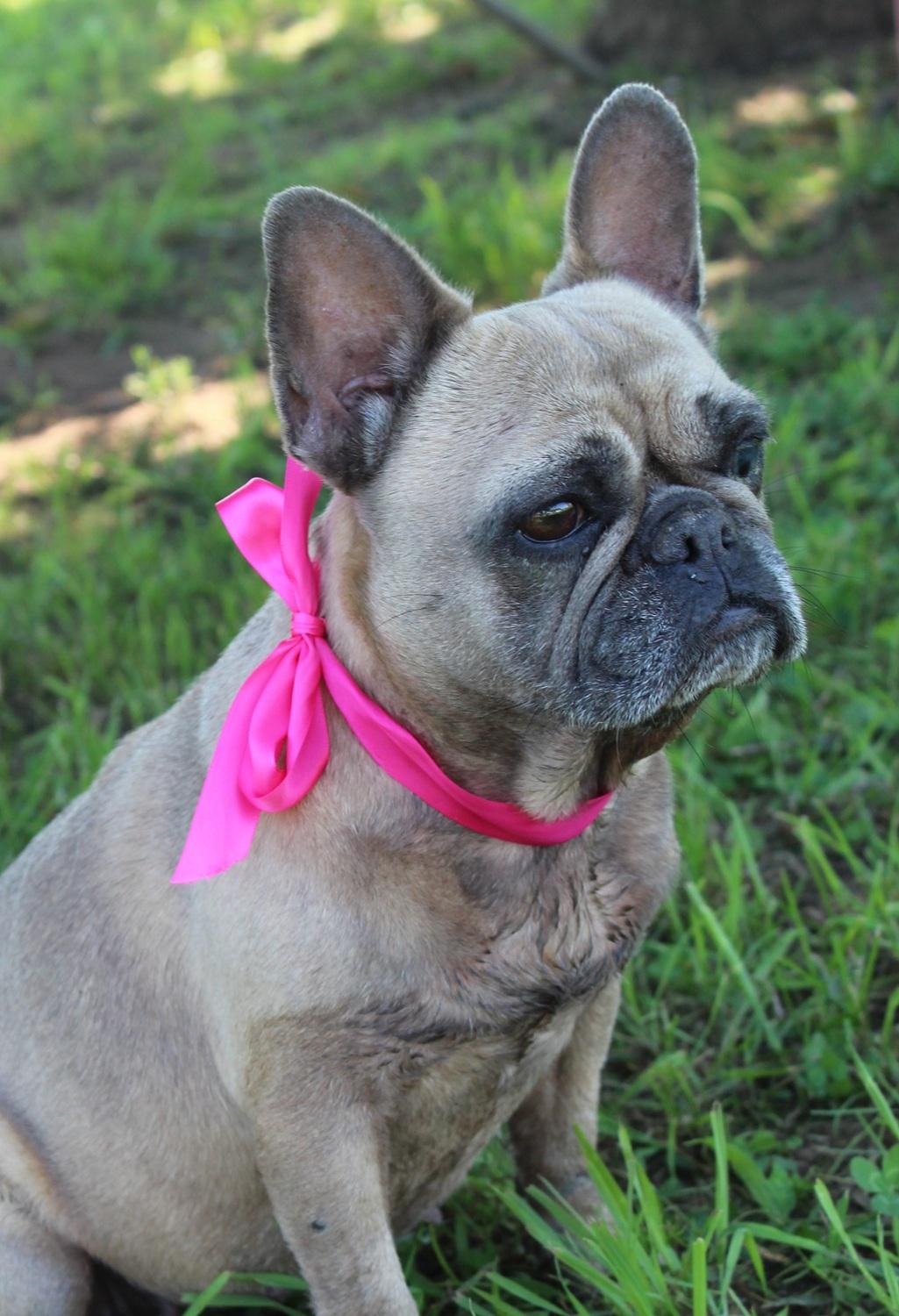 Enlarge Phoebe PENDING, a Adopted French Bulldog in Chester, SC image 2/5