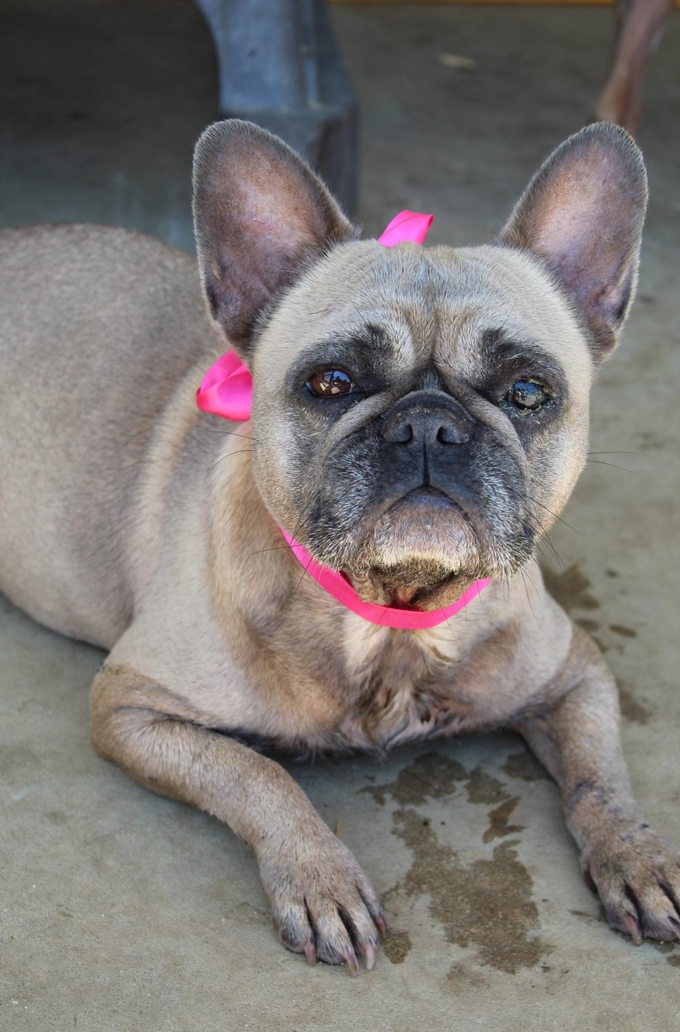 Enlarge Phoebe PENDING, a Adopted French Bulldog in Chester, SC image 3/5