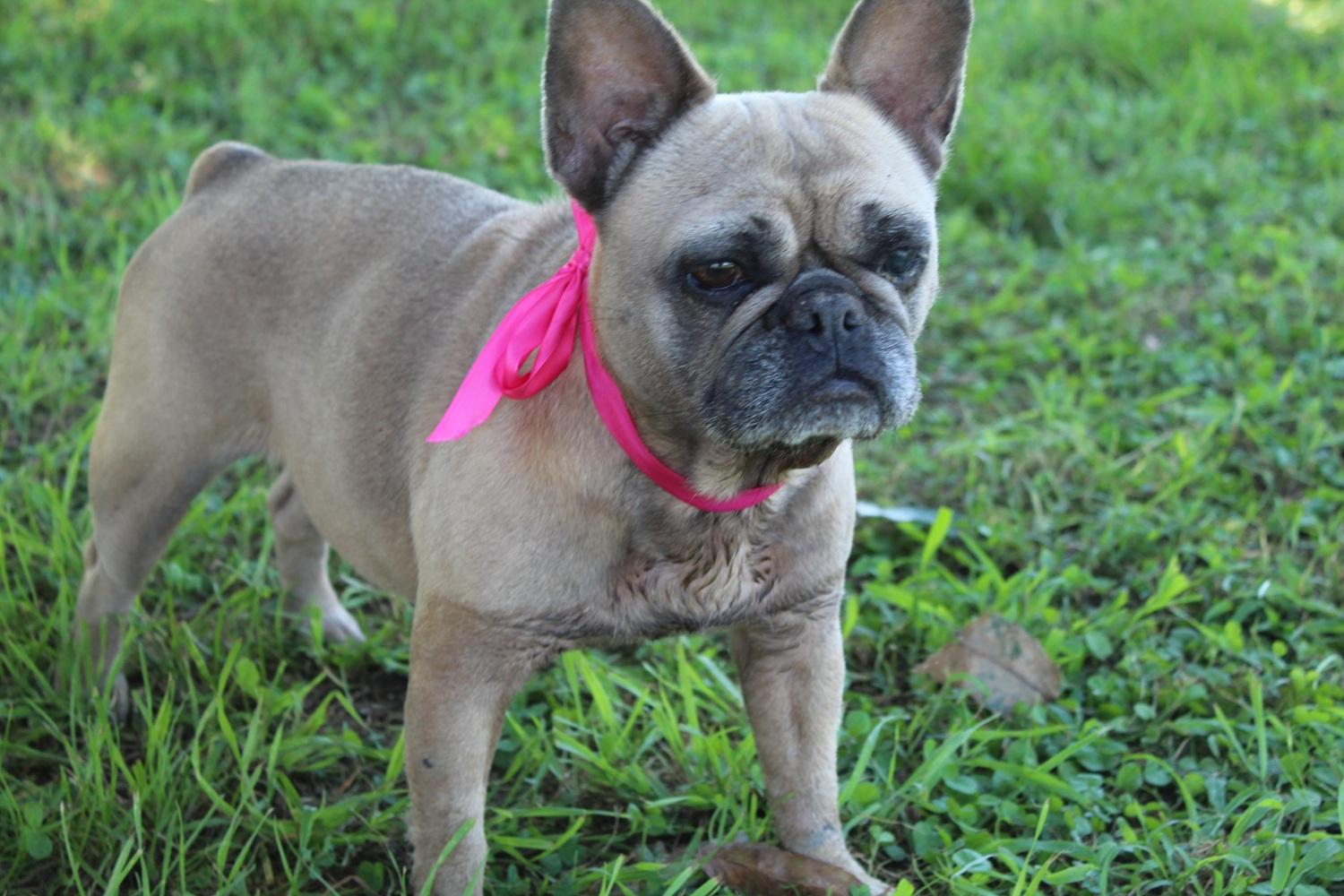 Enlarge Phoebe PENDING, a Adopted French Bulldog in Chester, SC image 4/5