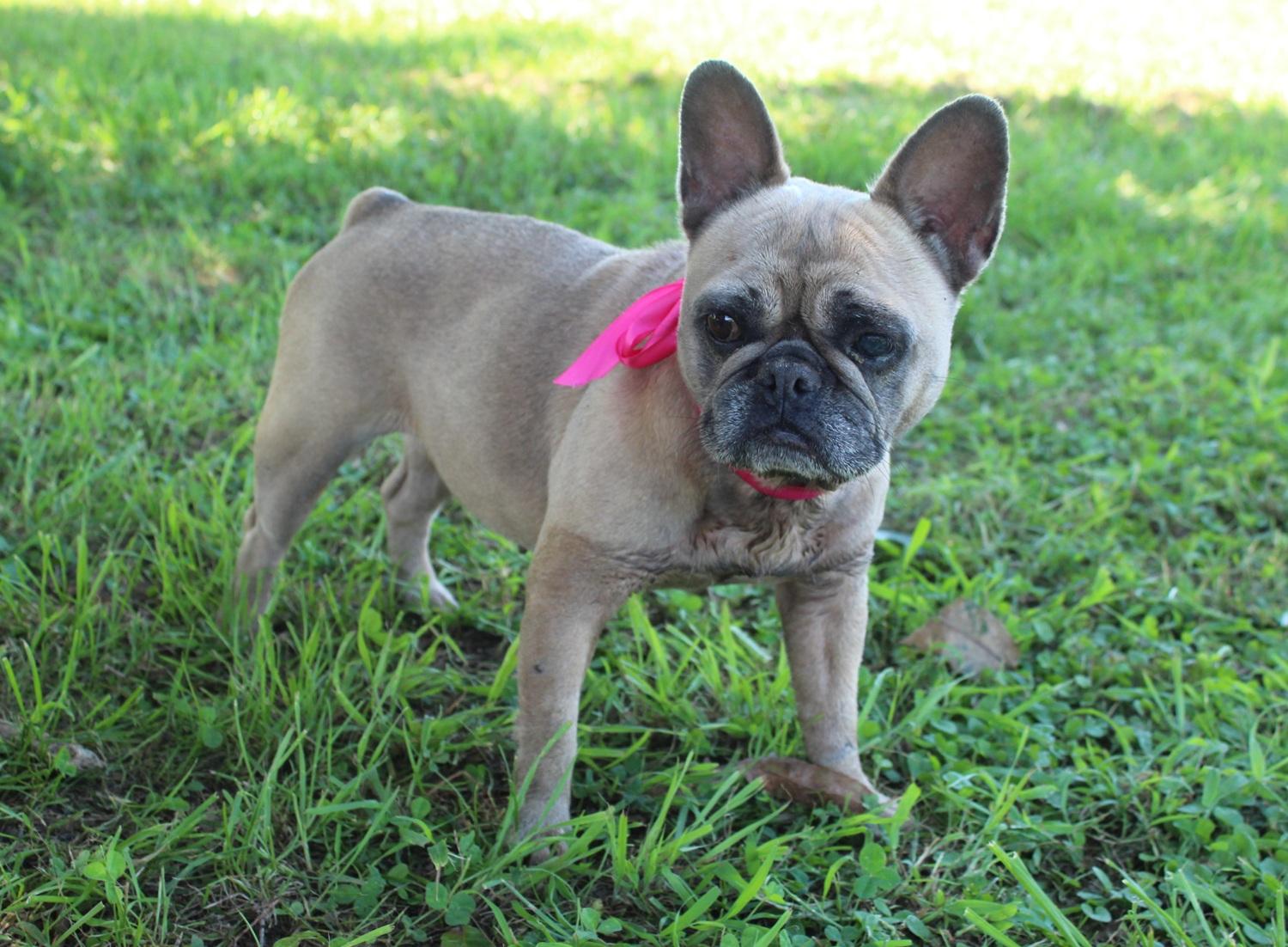 Enlarge Phoebe PENDING, a Adopted French Bulldog in Chester, SC image 5/5