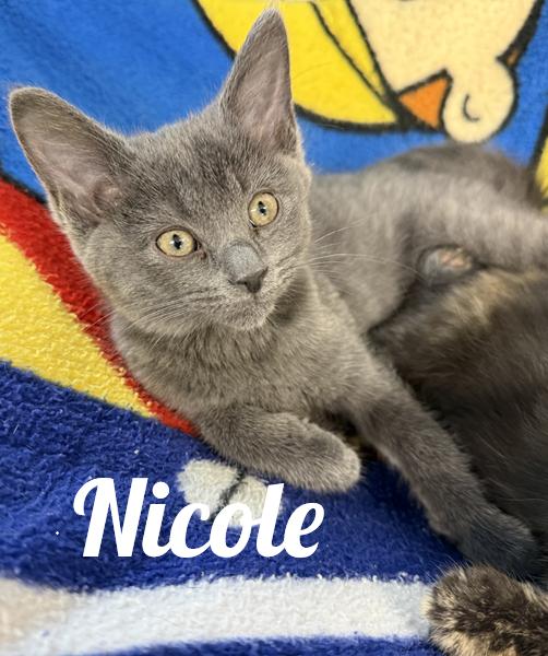 Enlarge Nicole, a Adoptable Domestic Short Hair in Manistee, MI image 1/1