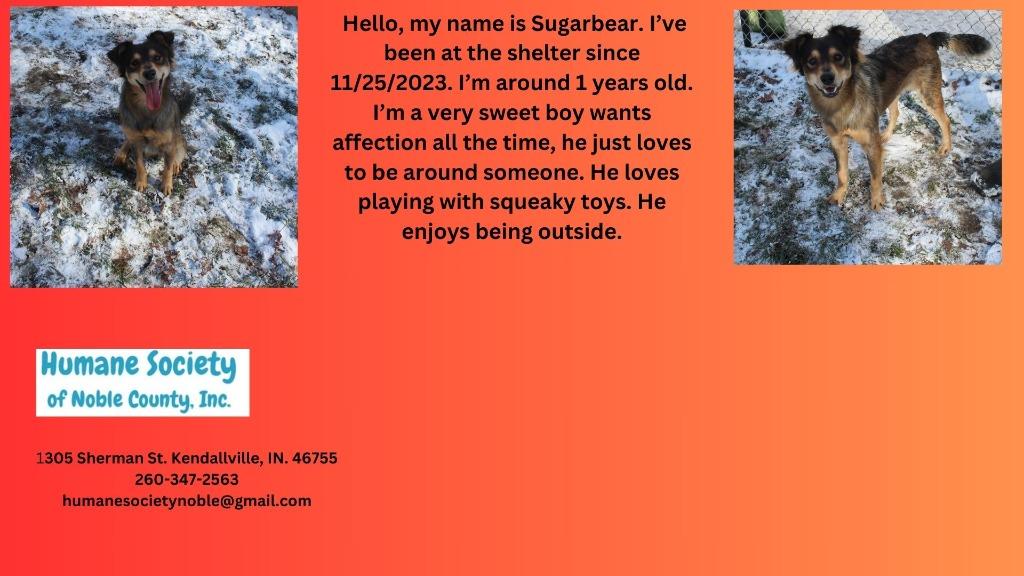 Sugarbear, Adopted, Adult Male Australian Cattle Dog / Blue Heeler.