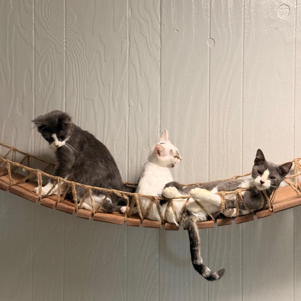 Astro, Adoptable, Young Male Domestic Short Hair.