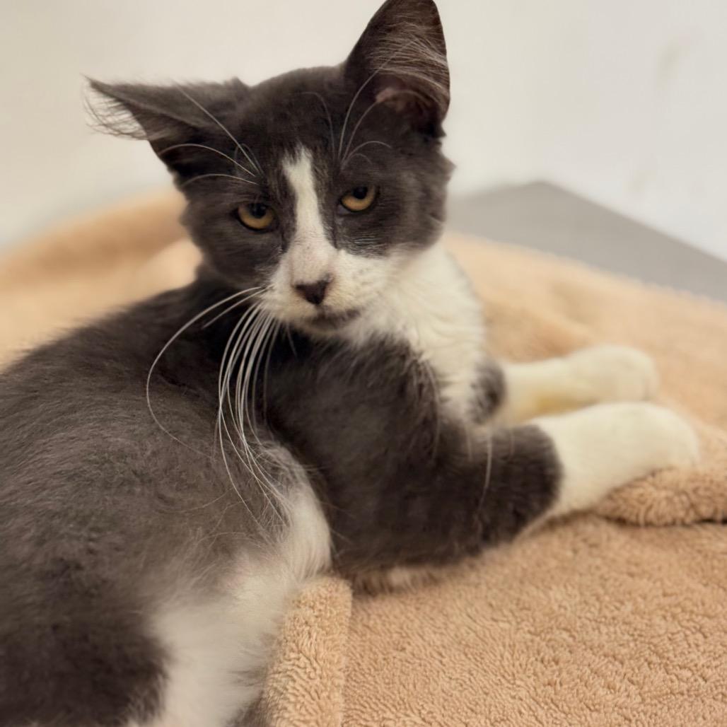 Astro, a Adoptable Domestic Short Hair in Chariton, IA image 4/6
