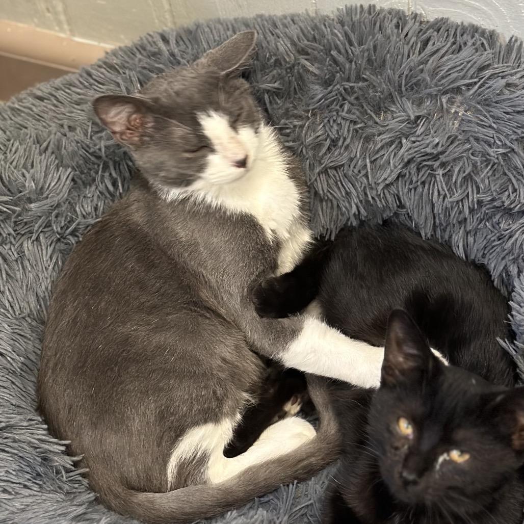 Astro, a Adoptable Domestic Short Hair in Chariton, IA image 5/6