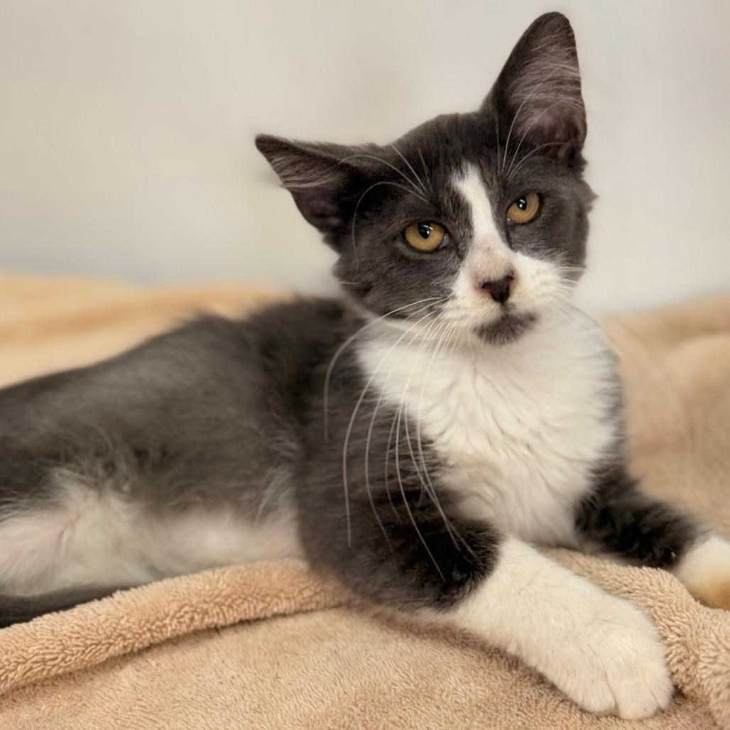 Astro, a Adoptable Domestic Short Hair in Chariton, IA image 6/6