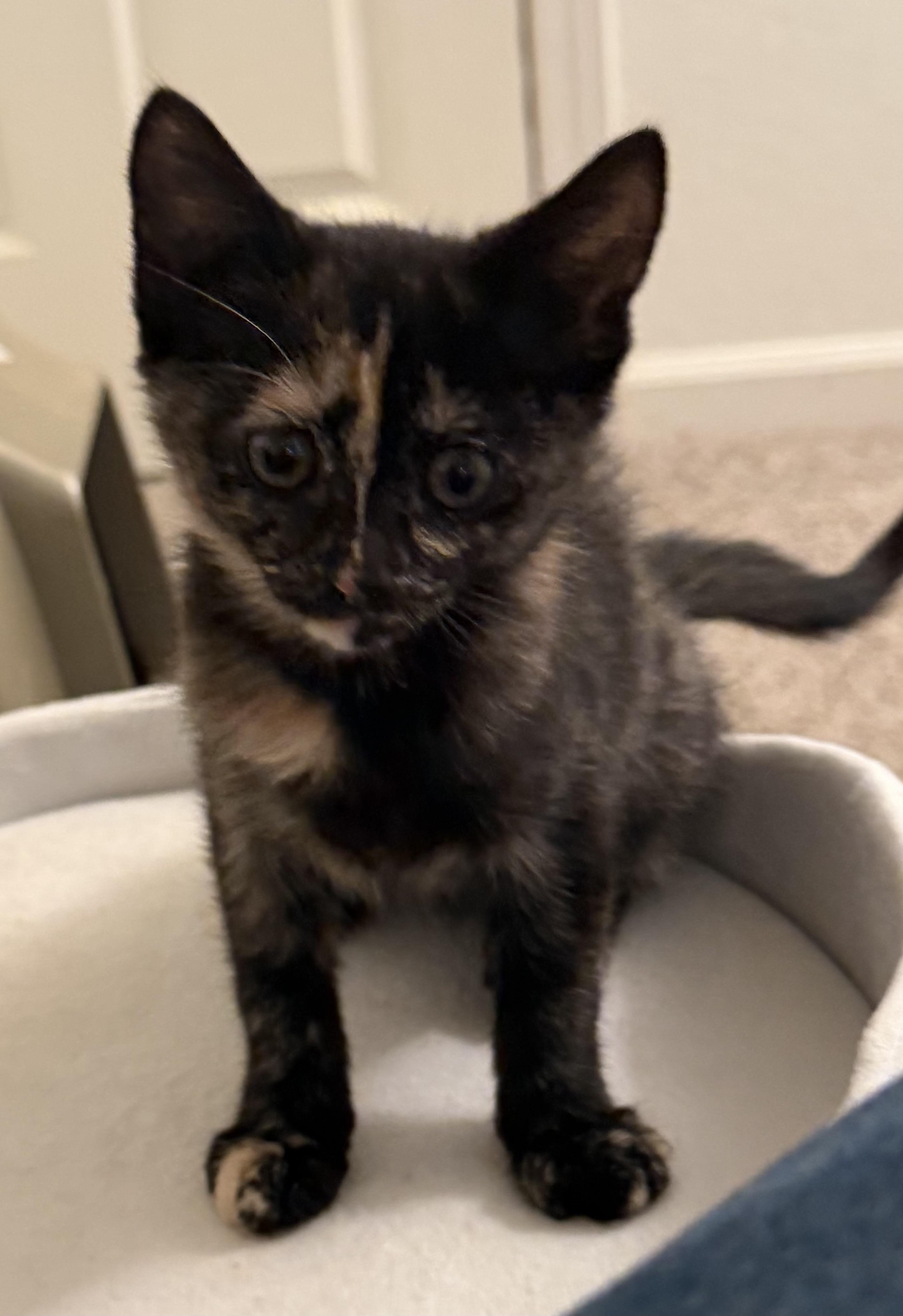 Nova, ADOPTABLE, Kitten Female Tortoiseshell.