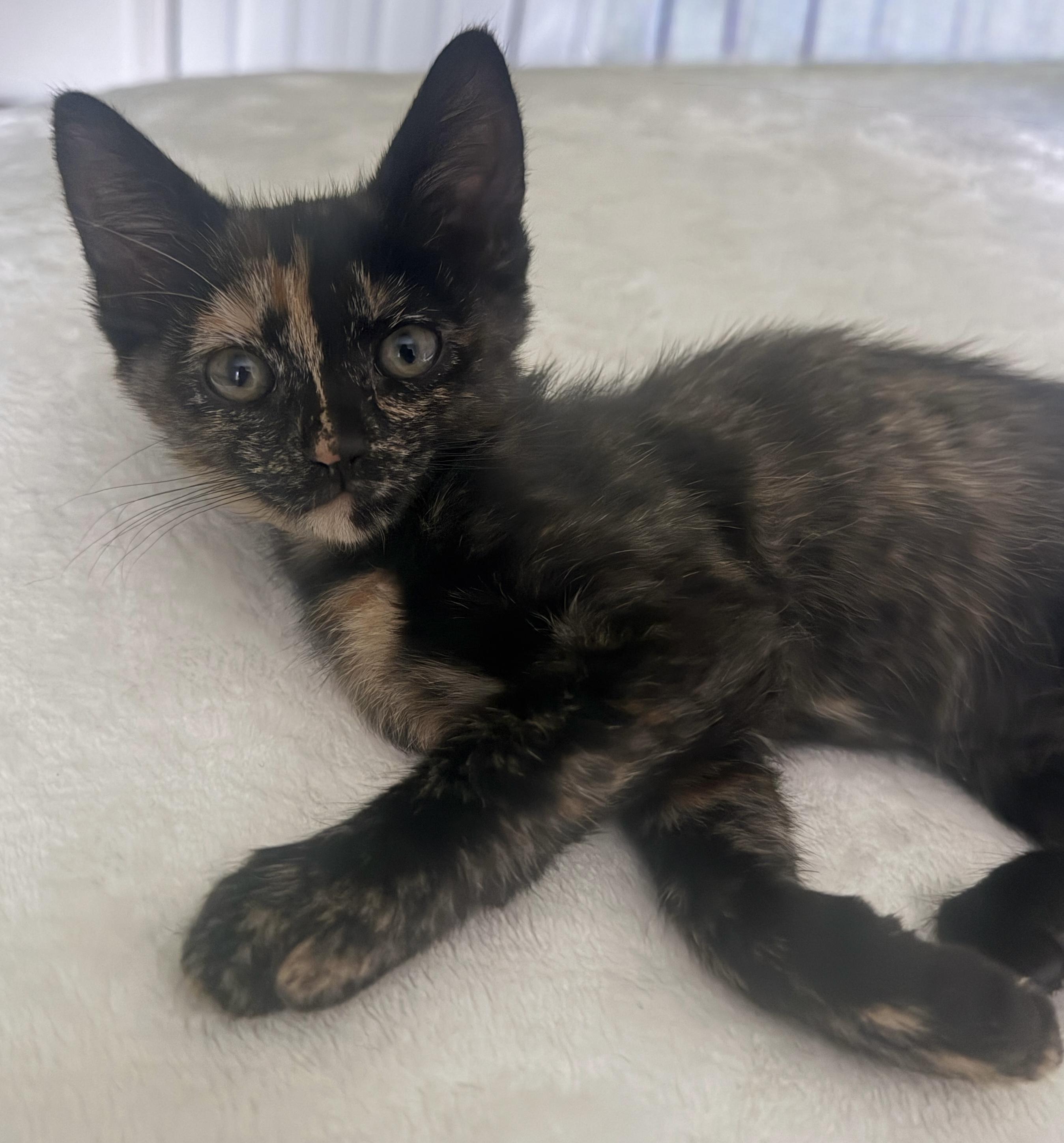 Enlarge Nova, a ADOPTABLE mixed breed in Woodinville, WA image 2/3