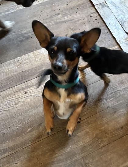 Enlarge Gordo, an adopted Chihuahua in Deming, NM image 1/1