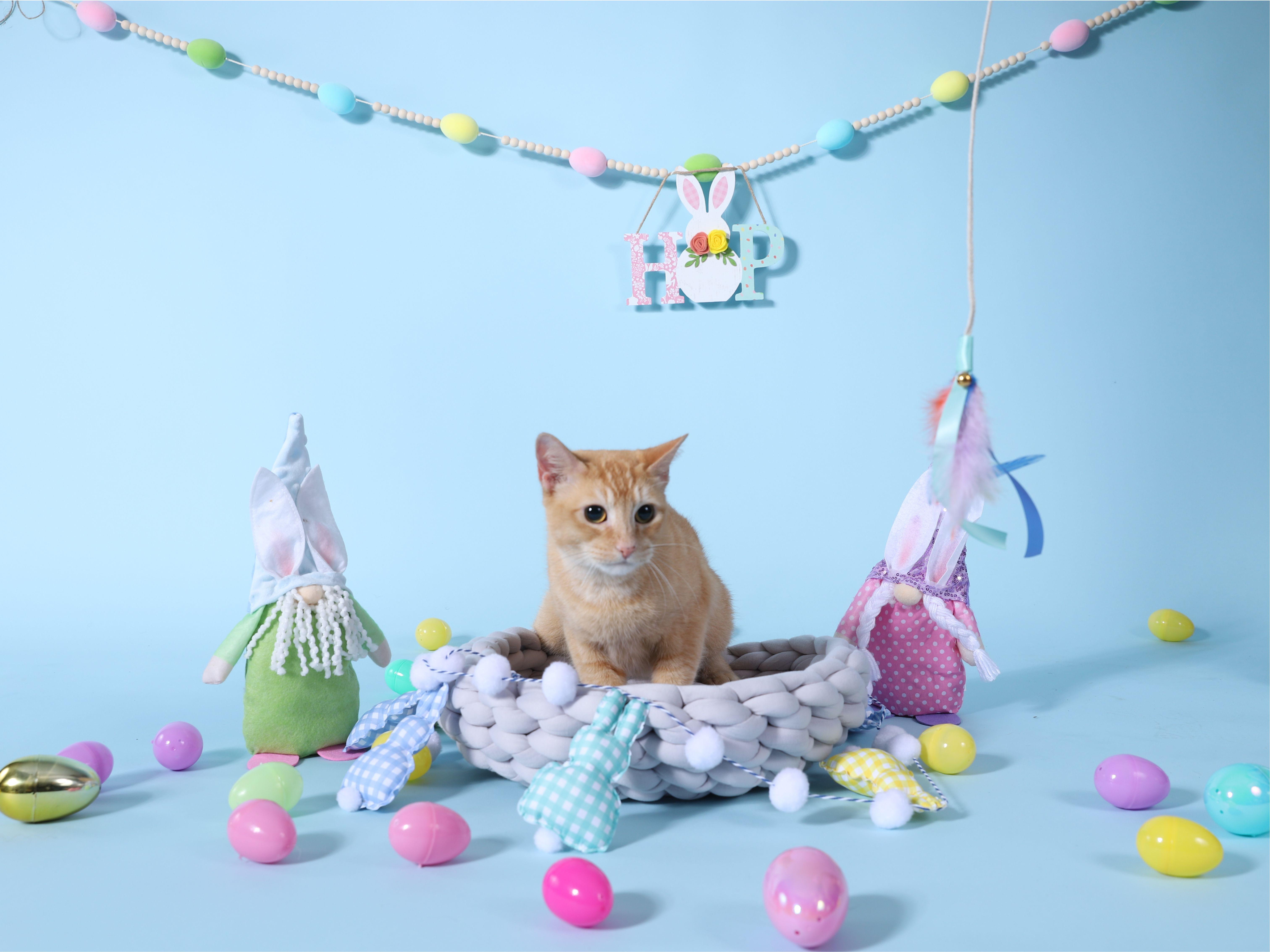 Adriadne, a Adoptable Tabby in Miami, FL image 1/6