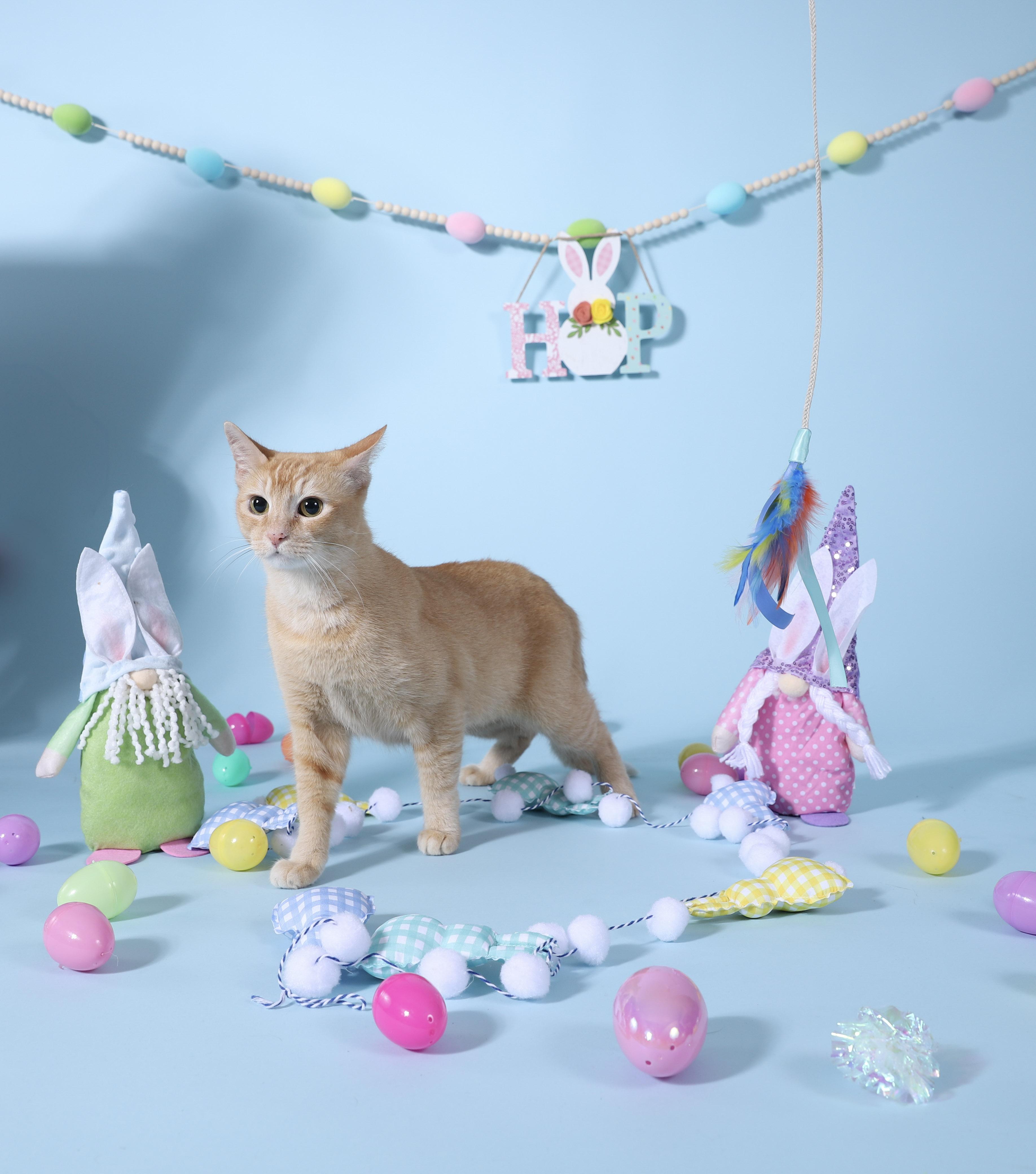 Adriadne, a Adoptable Tabby in Miami, FL image 2/6