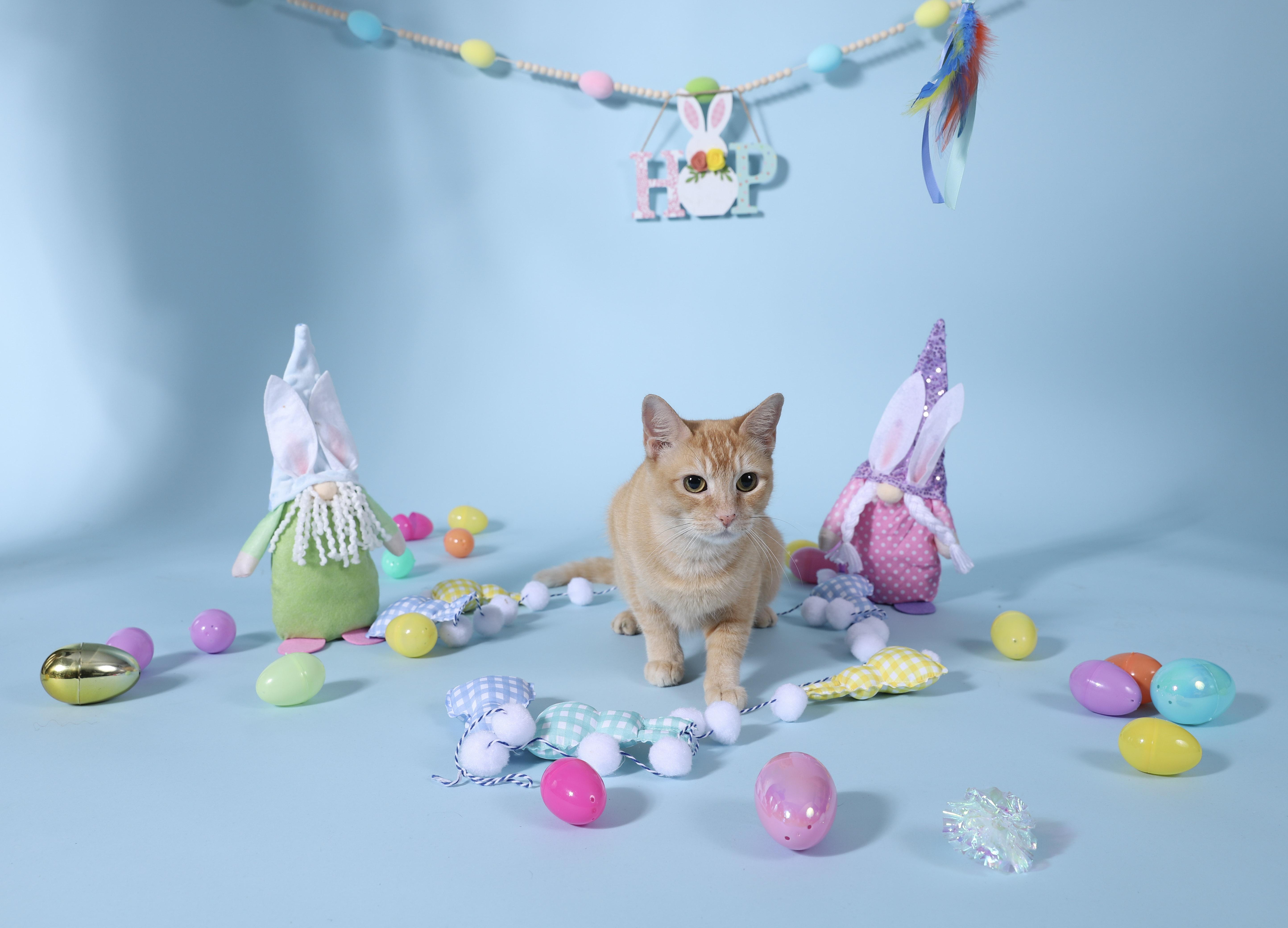 Adriadne, a Adoptable Tabby in Miami, FL image 3/6