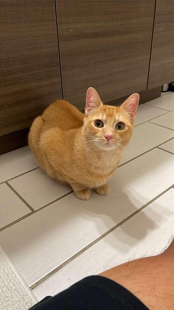 Adriadne, a Adoptable Tabby in Miami, FL image 4/6