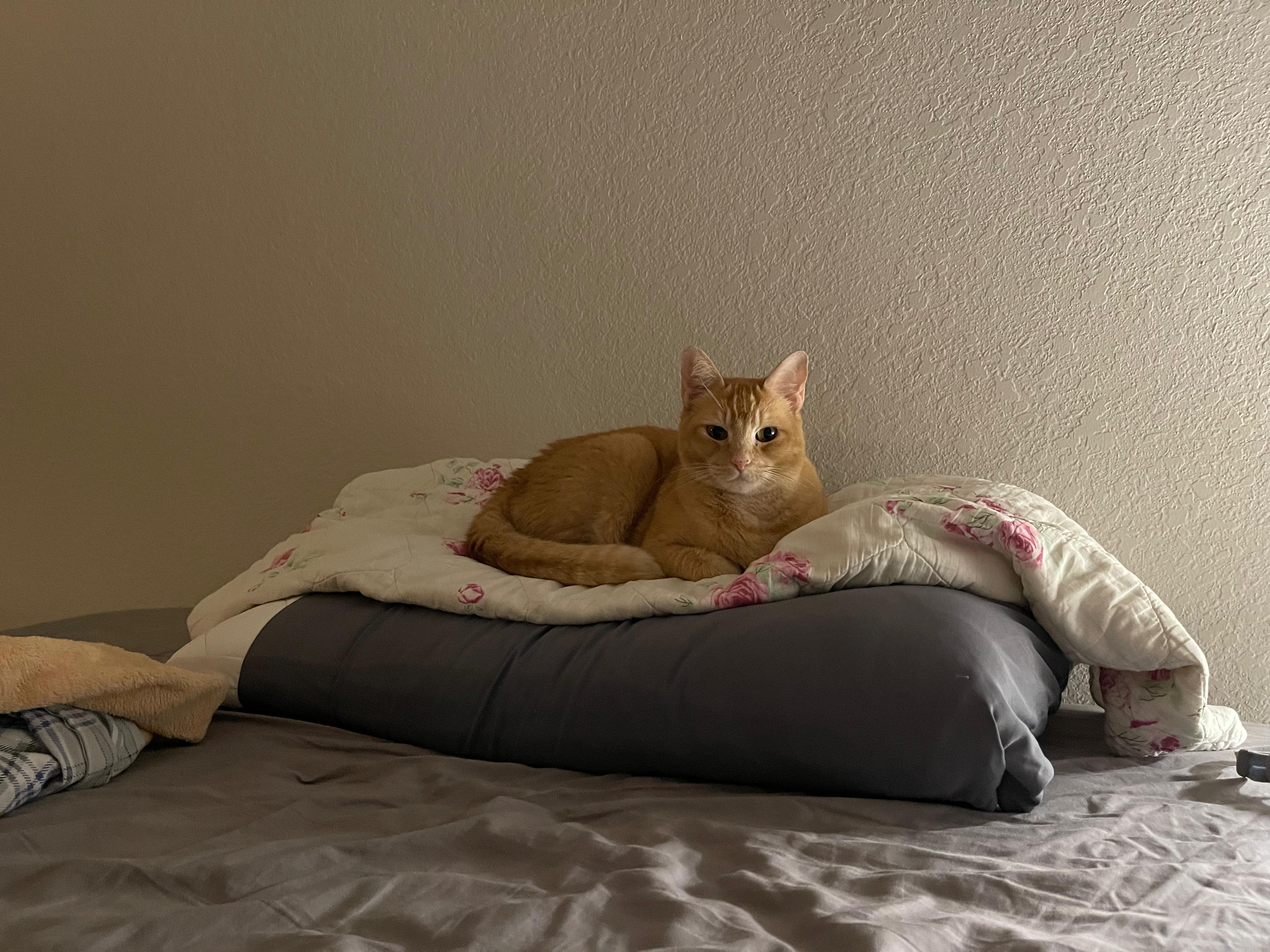 Adriadne, Adoptable, Young Female Tabby.